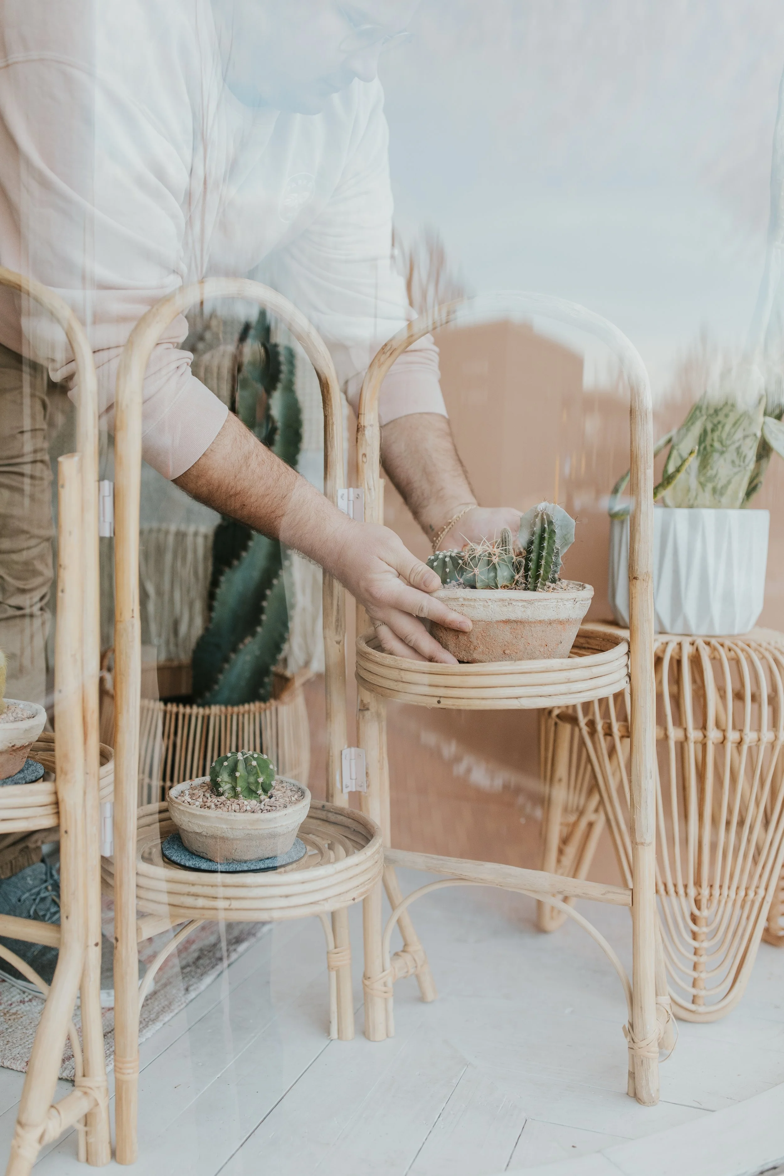 Person arranging small cactus plants on a wooden shelf in a room with natural light, rattan furniture, and potted plants.
