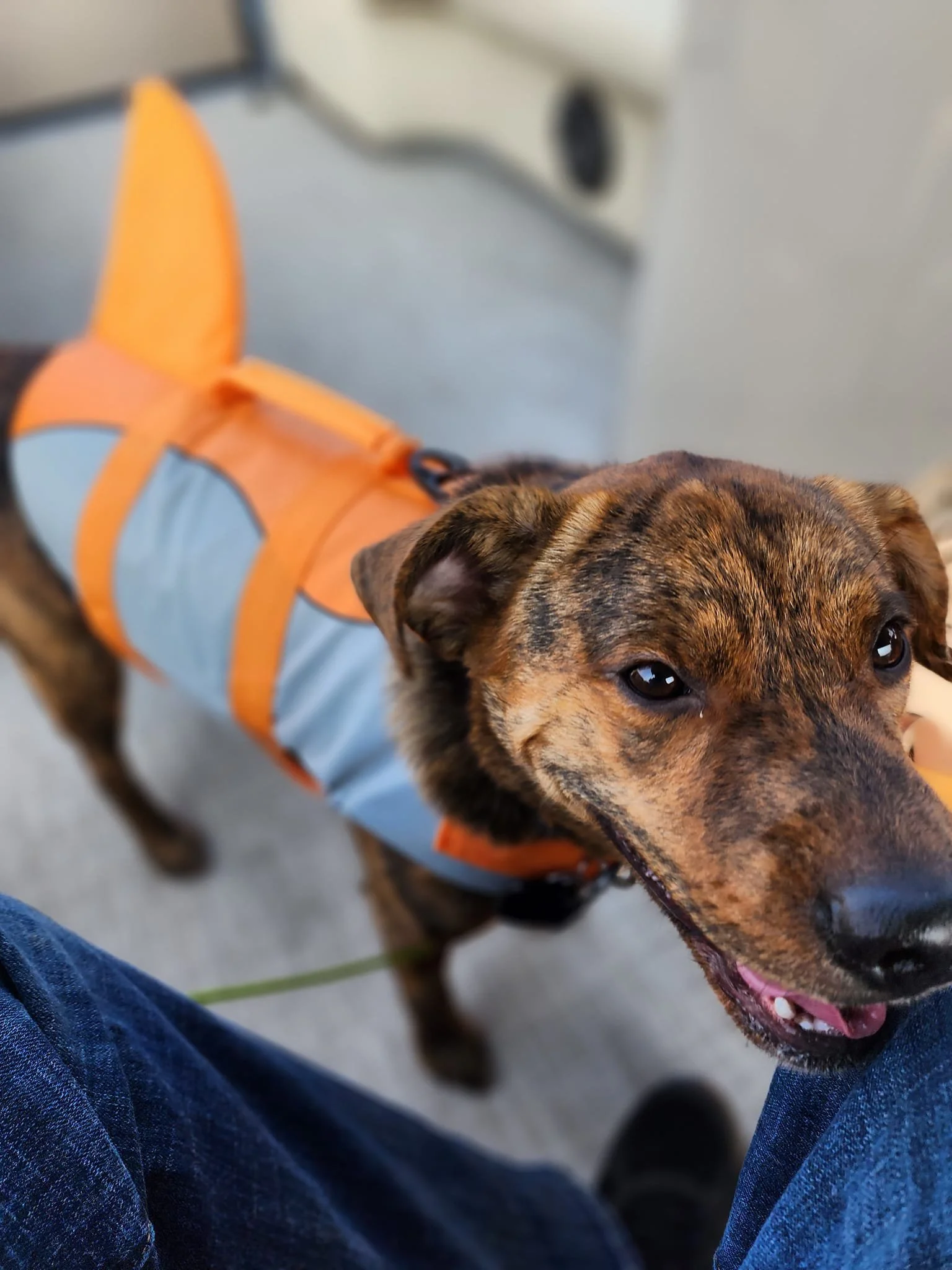 A brindle dog wearing a blue and orange life jacket looking up at the camera with a happy expression.