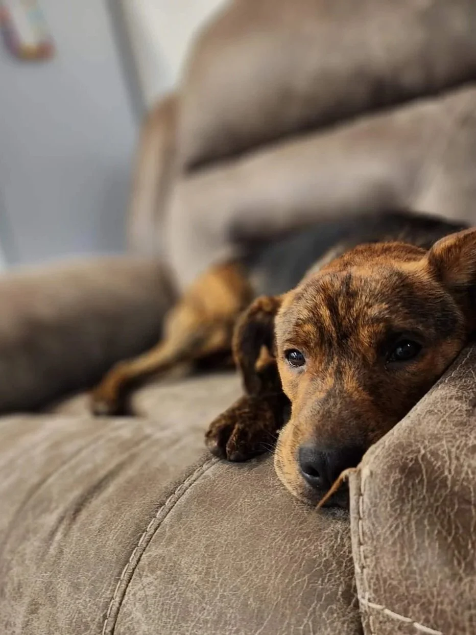 A brindle-coated dog lying on a brown leather couch with its head resting on the armrest, looking relaxed.