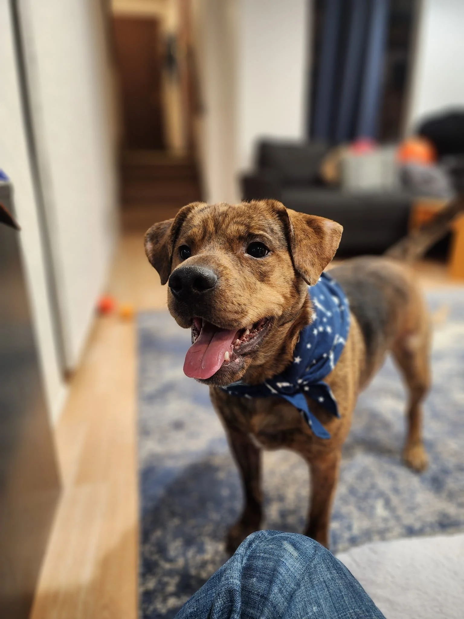 A happy, brindle-colored dog wearing a blue bandana with white stars indoors, standing on a carpeted floor with a blurred background of furniture.