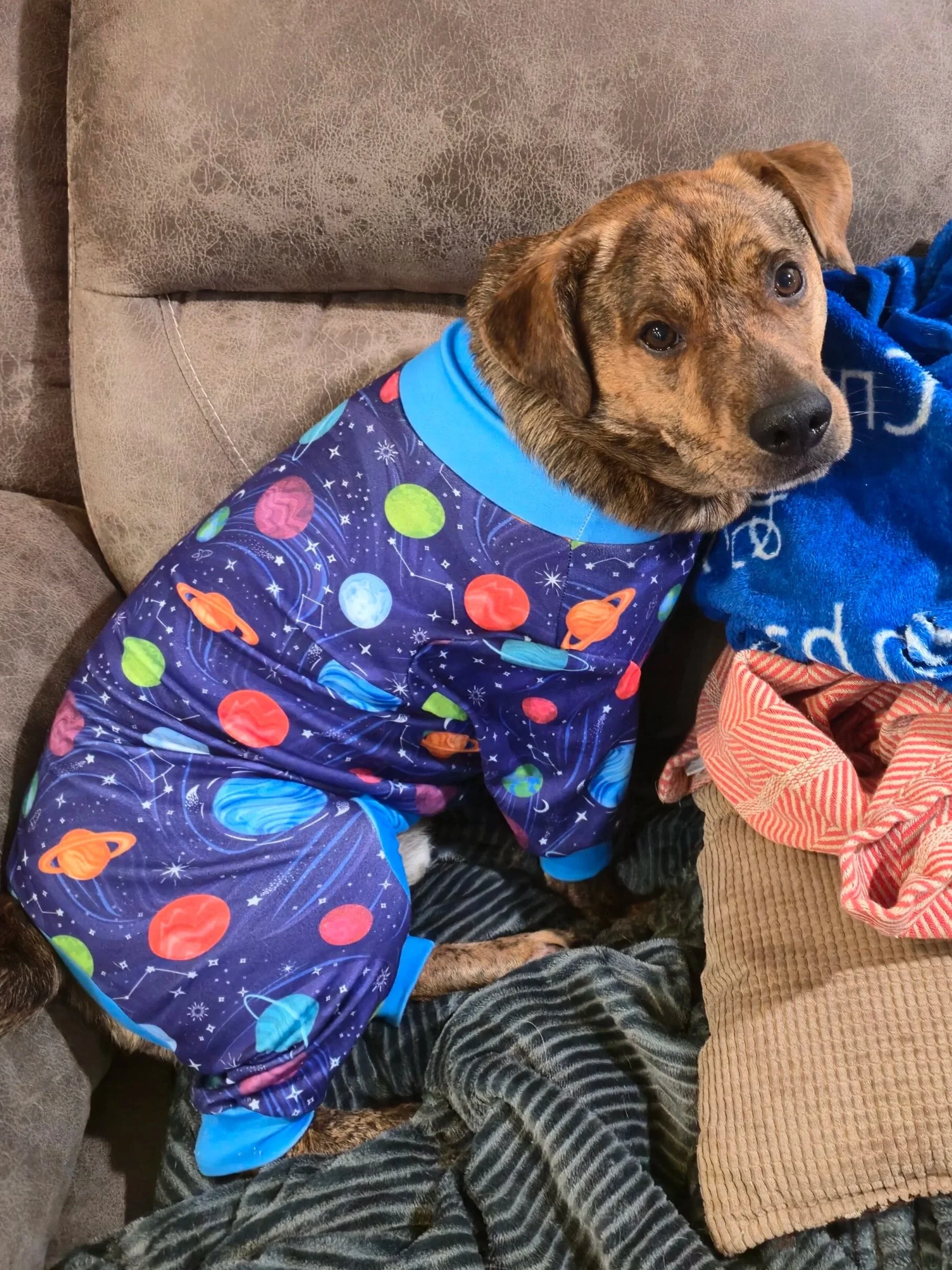 A dog wearing a space-themed costume sitting on a sofa next to a blue blanket and other blankets.