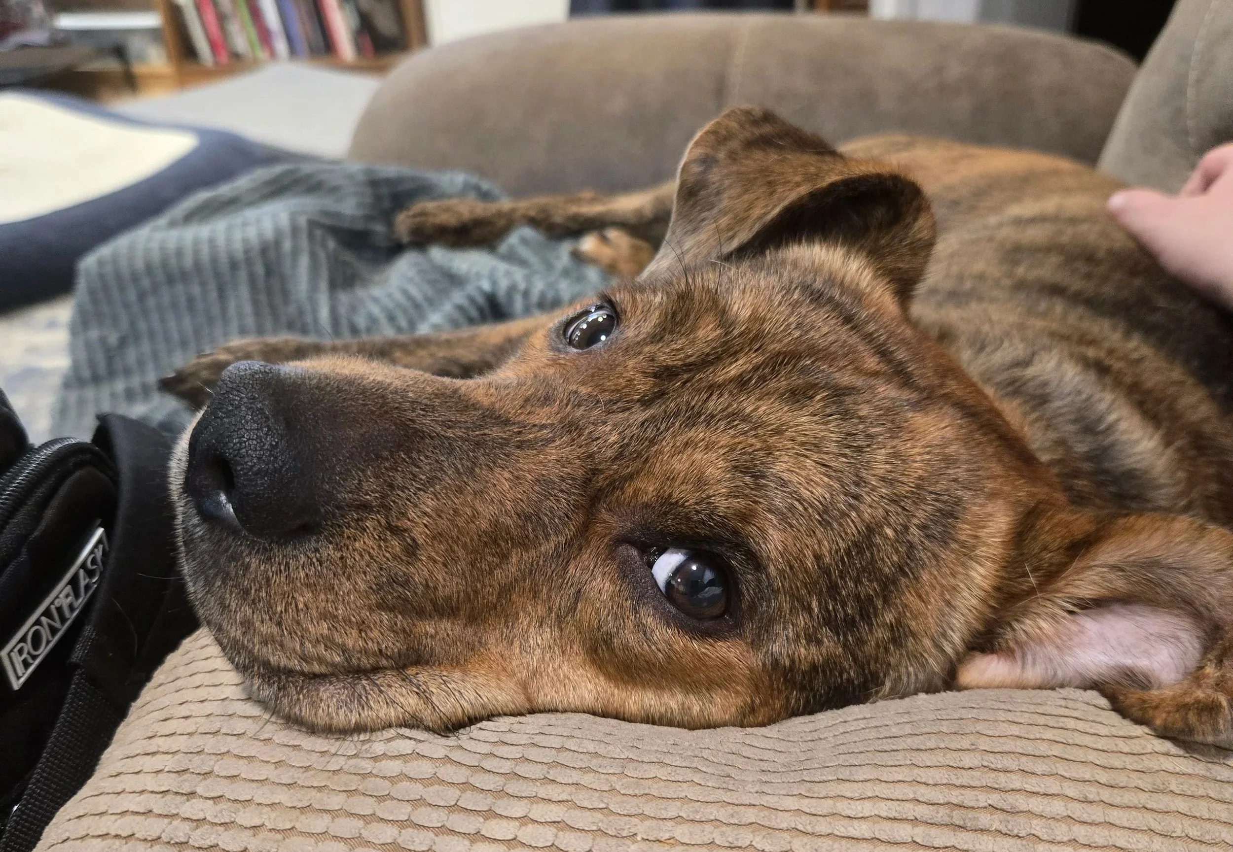 Close-up of a brown brindle dog lying on a beige cushion, with a bookcase in the background.