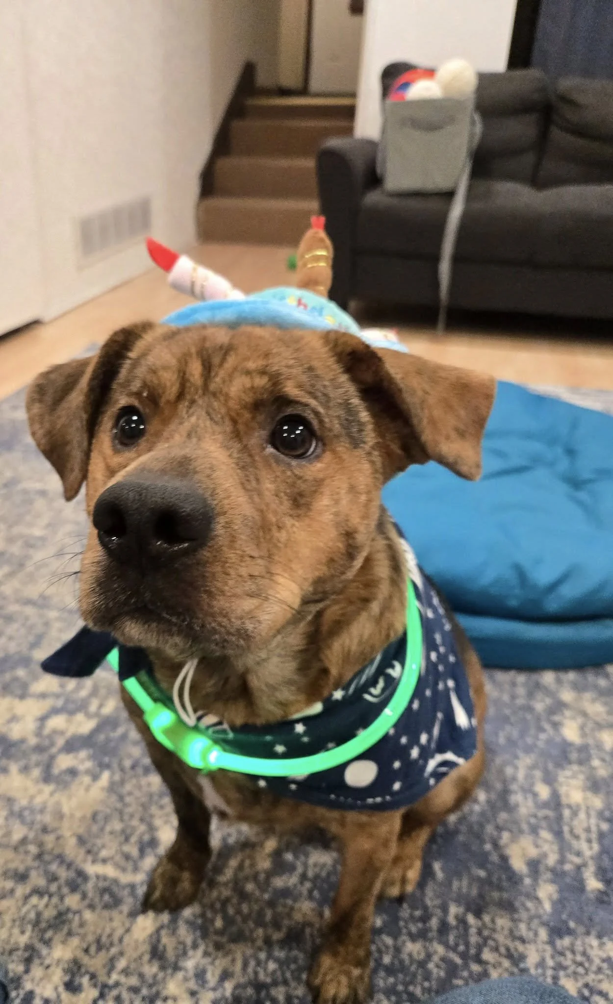 A cute brown dog with big dark eyes is sitting indoors, wearing a glowing turquoise collar and a dark blue bandana with white patterns.