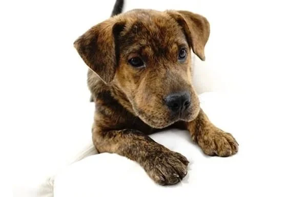 A brown brindle puppy resting on a white surface.