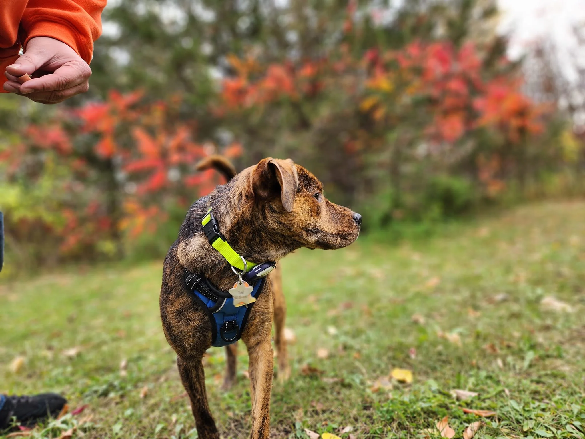 A brindle-coated dog with a green collar and blue harness standing outdoors on grass with autumn trees in the background, looking to the side.