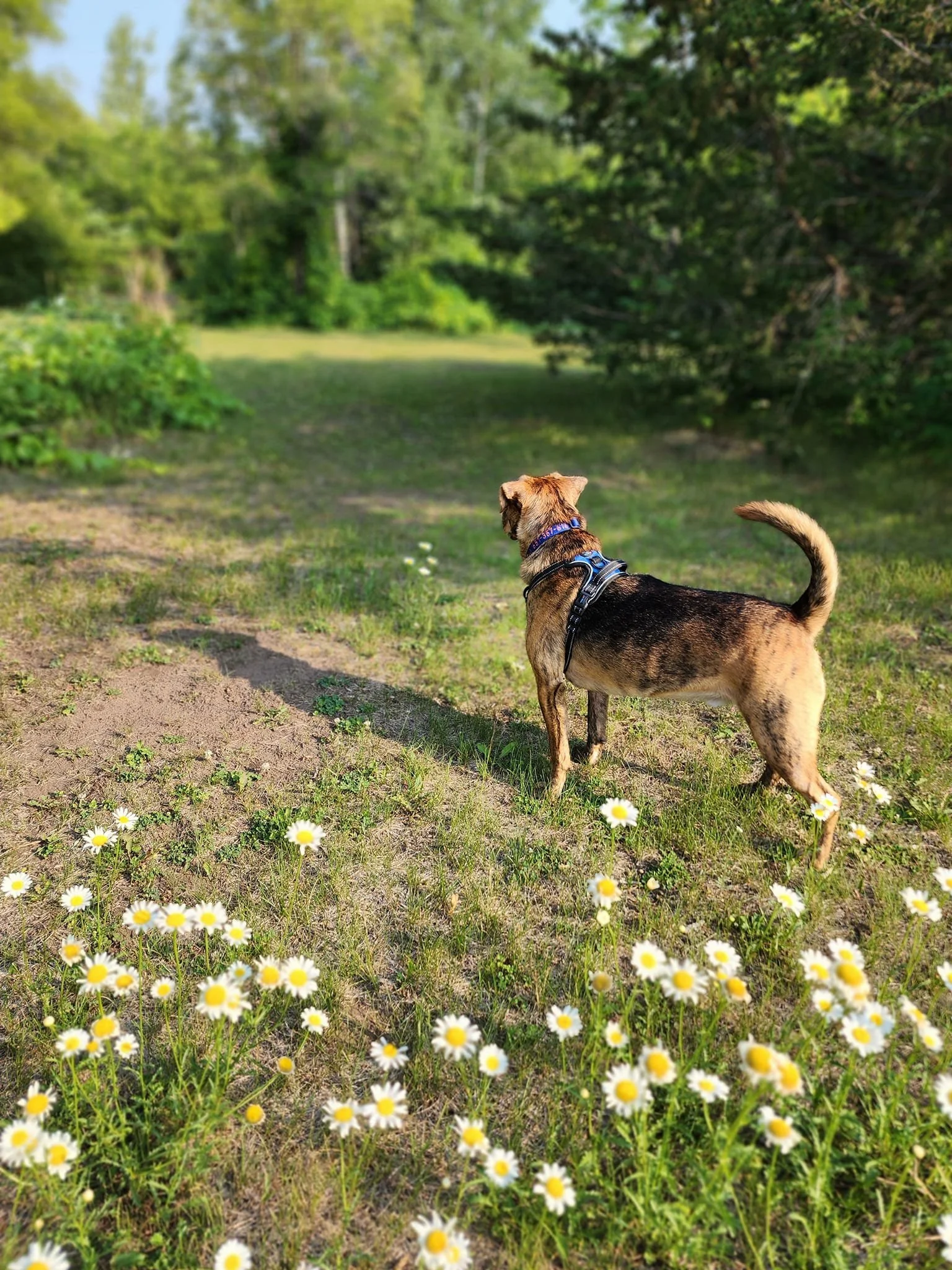 A dog standing on a grassy trail in a wooded area, looking into the distance. The trail is surrounded by small white daisies and lush green foliage.