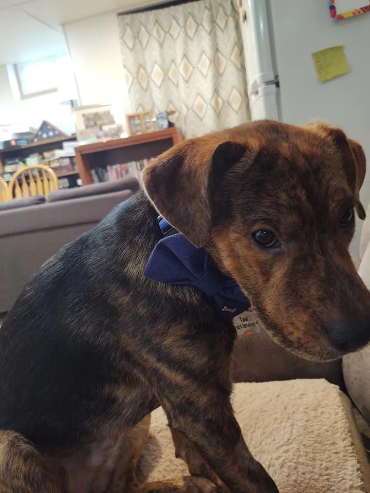 A young brindle-colored puppy with a blue bow tie sitting on a beige rug in a living room, looking slightly to the side.