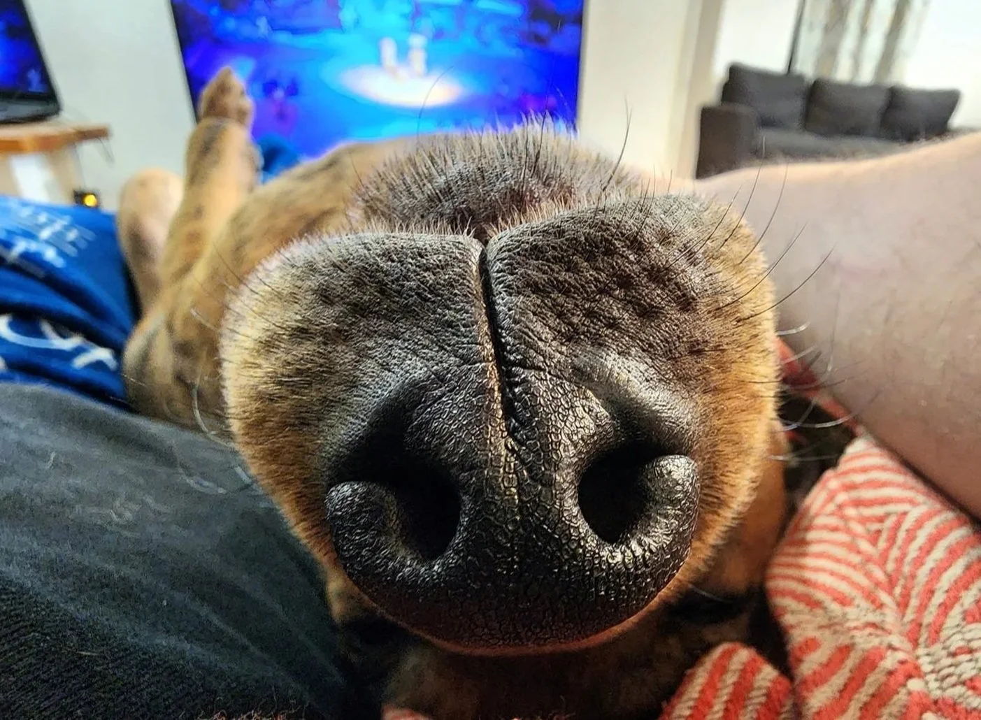 Close-up of a dog's nose as it rests on a person's stomach, with a television and living room in the background.