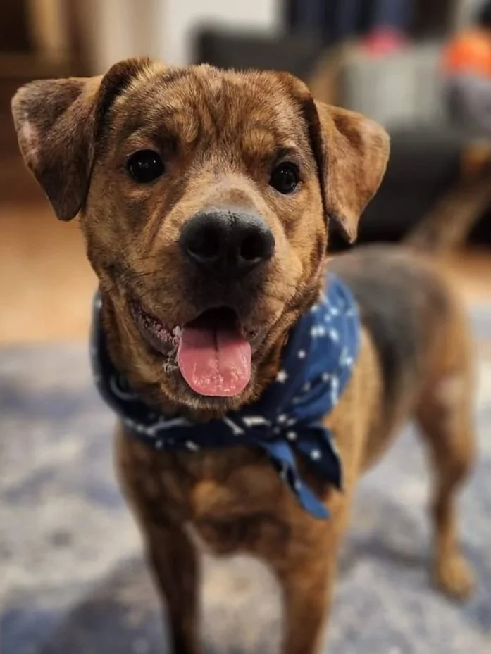 A brown puppy with a black nose and tongue out, wearing a blue bandana with white polka dots, standing indoors.