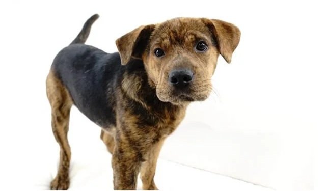 A mixed-breed puppy with a brown and black coat, standing on a white surface, looking at the camera.