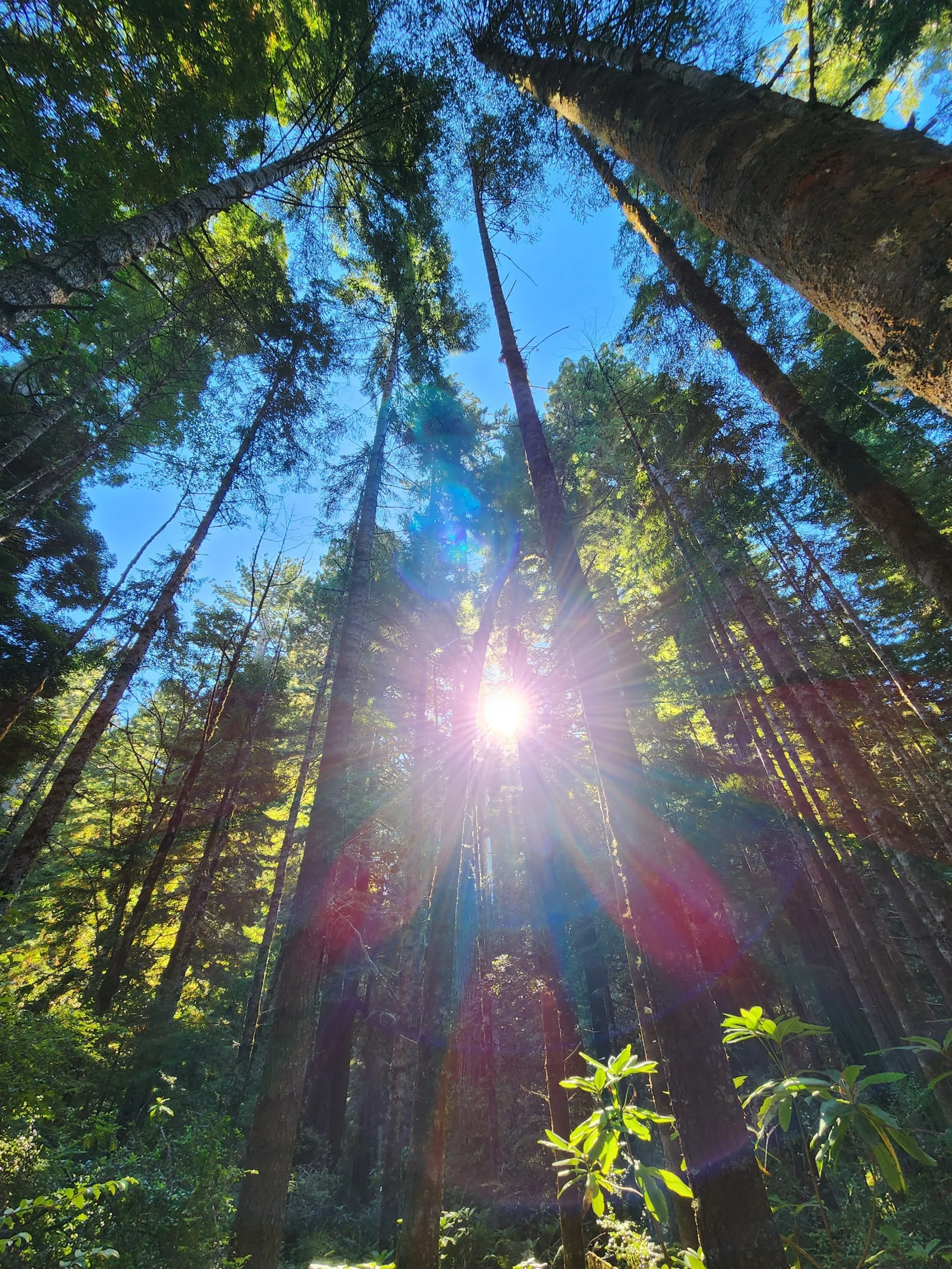 Where Light Finds You