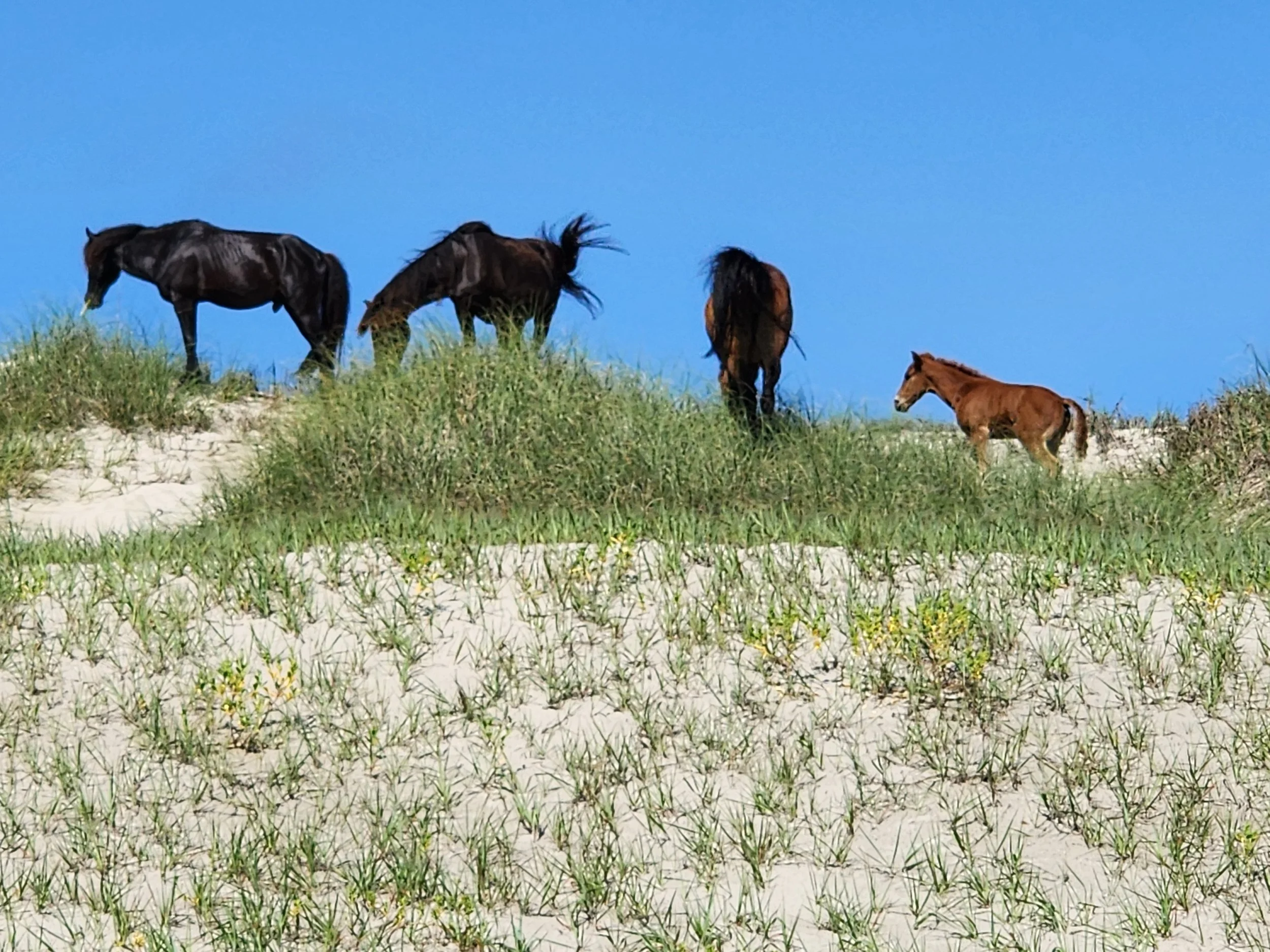 Spring Collection: Renewal