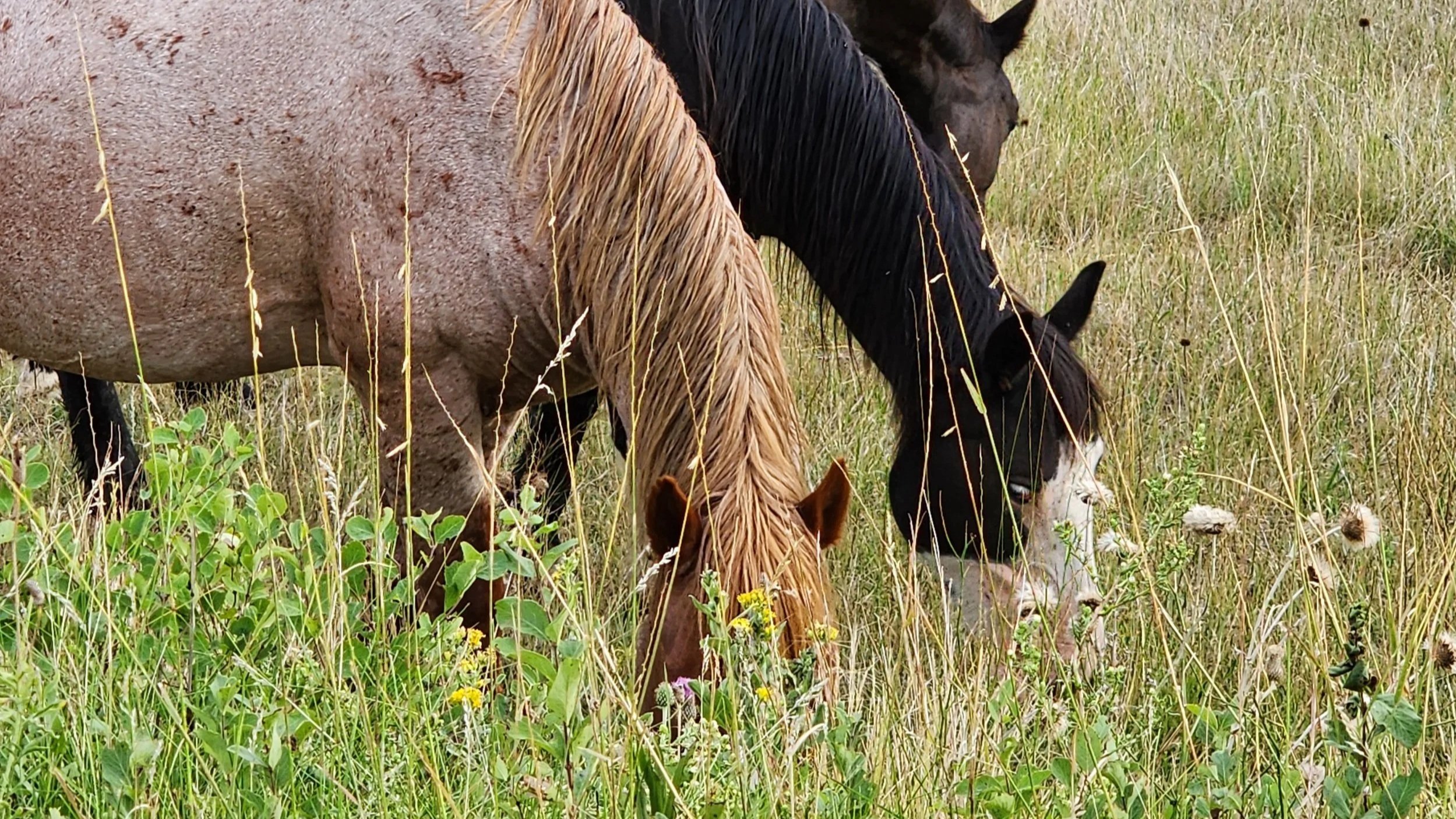 Two horses grazing in a grassy field, one with a light brown coat and the other with a black-and-white coat.