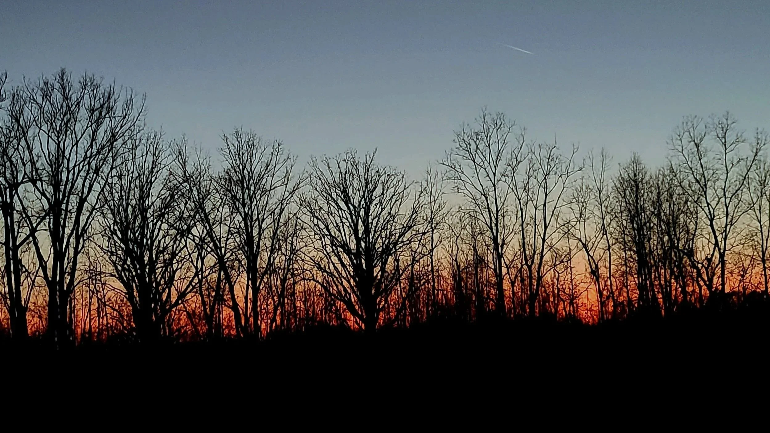 Silhouetted leafless trees against a sunset sky with orange and blue hues and a faint contrail in the sky.