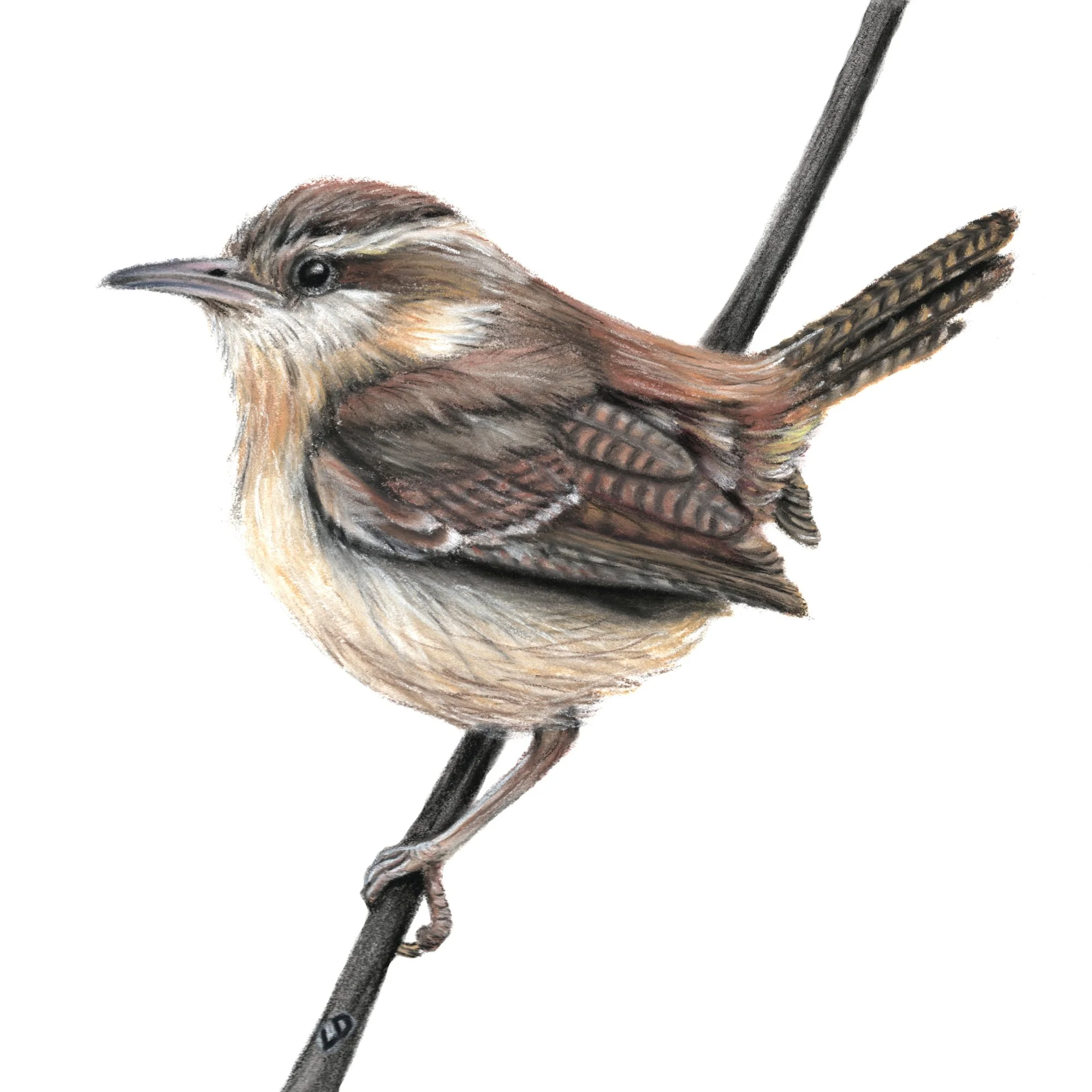 Carolina Wren 