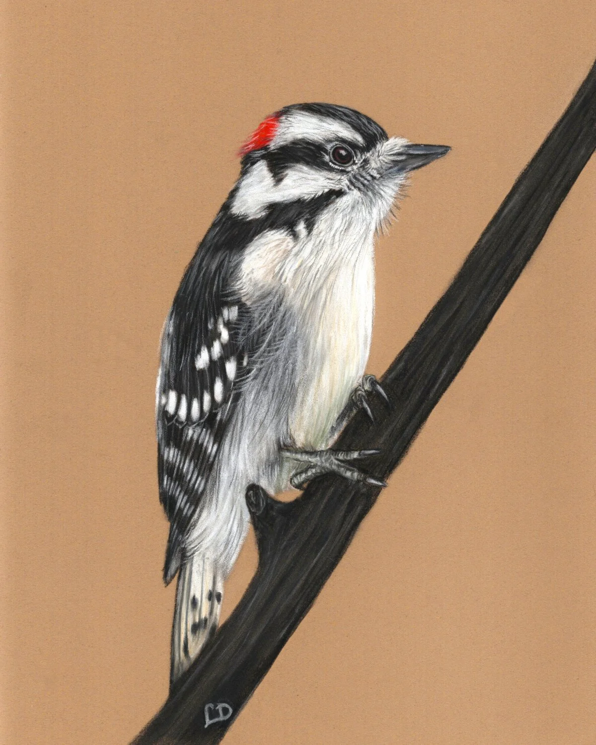 Downy Woodpecker