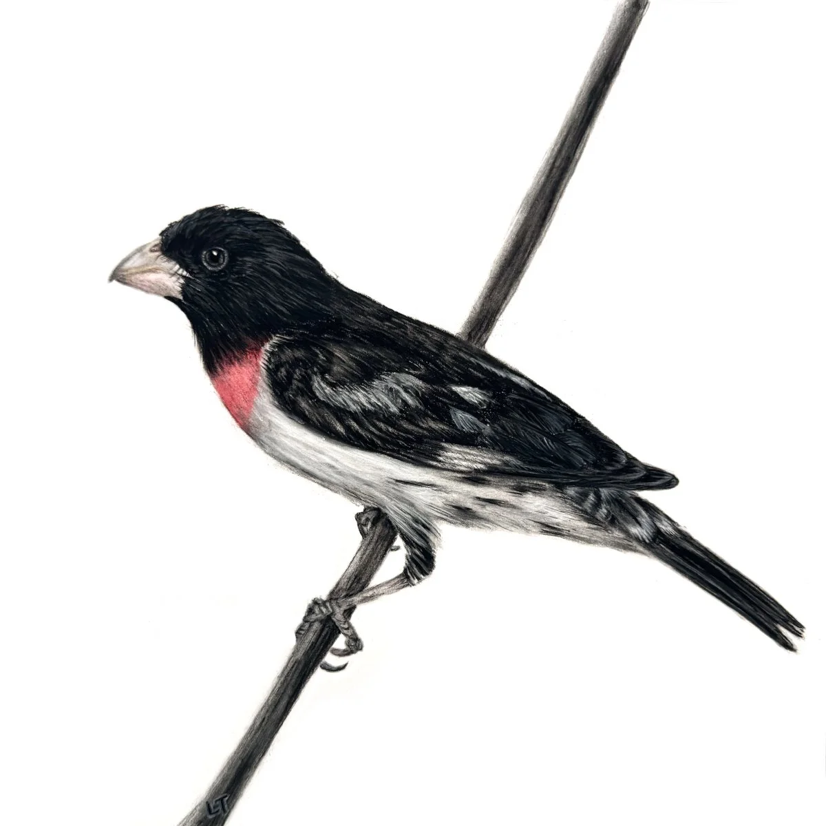 Rose-Breasted Grosbeak - Sold
