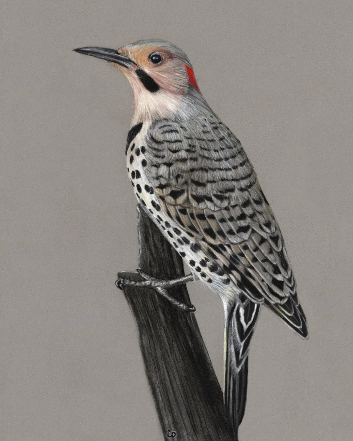 Northern Flicker - Sold