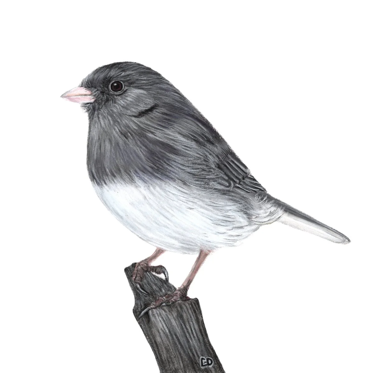Dark-Eyed Junco