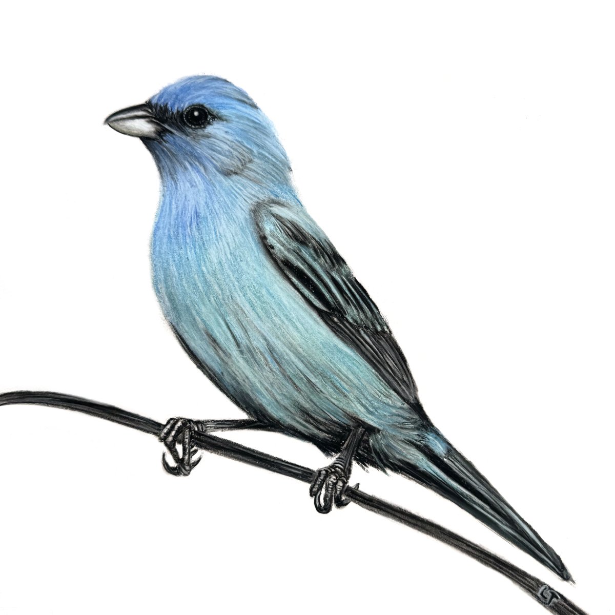 Indigo Bunting 