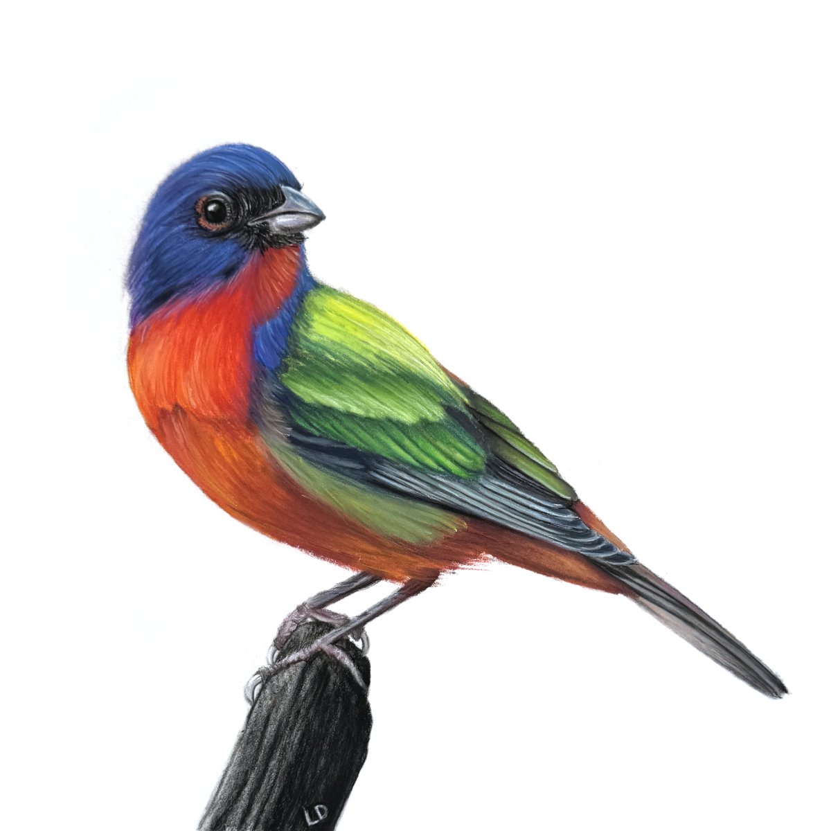 Painted Bunting 