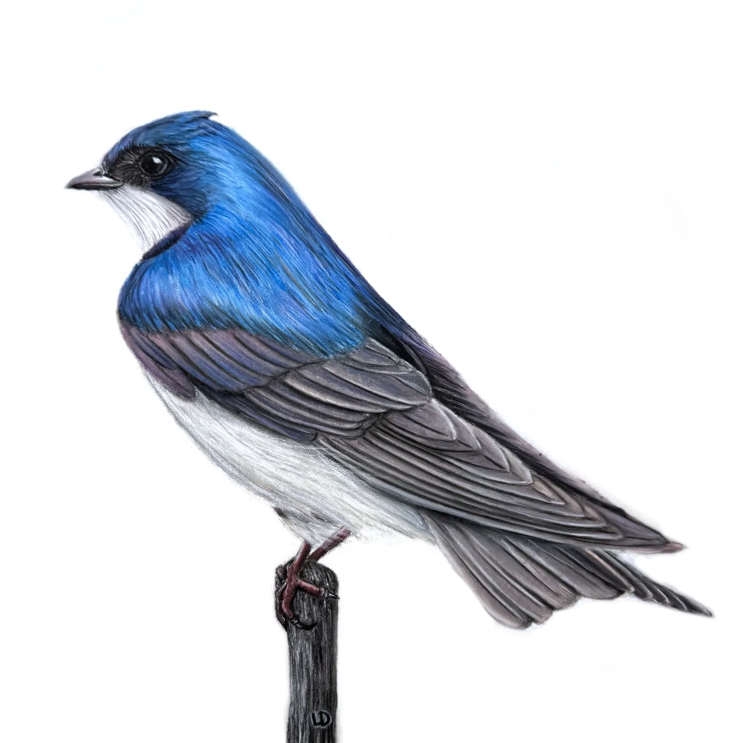Tree Swallow 
