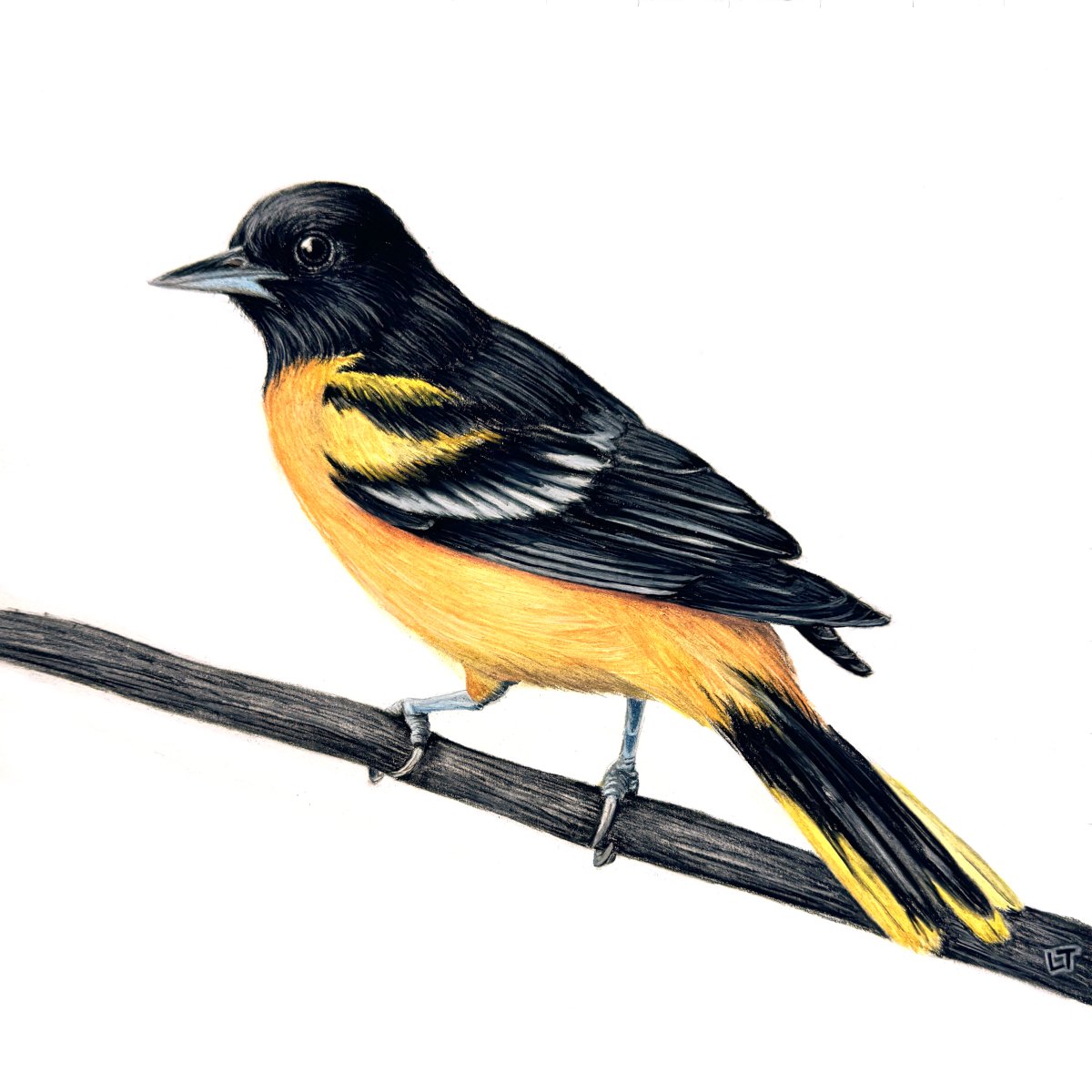 Baltimore Oriole 