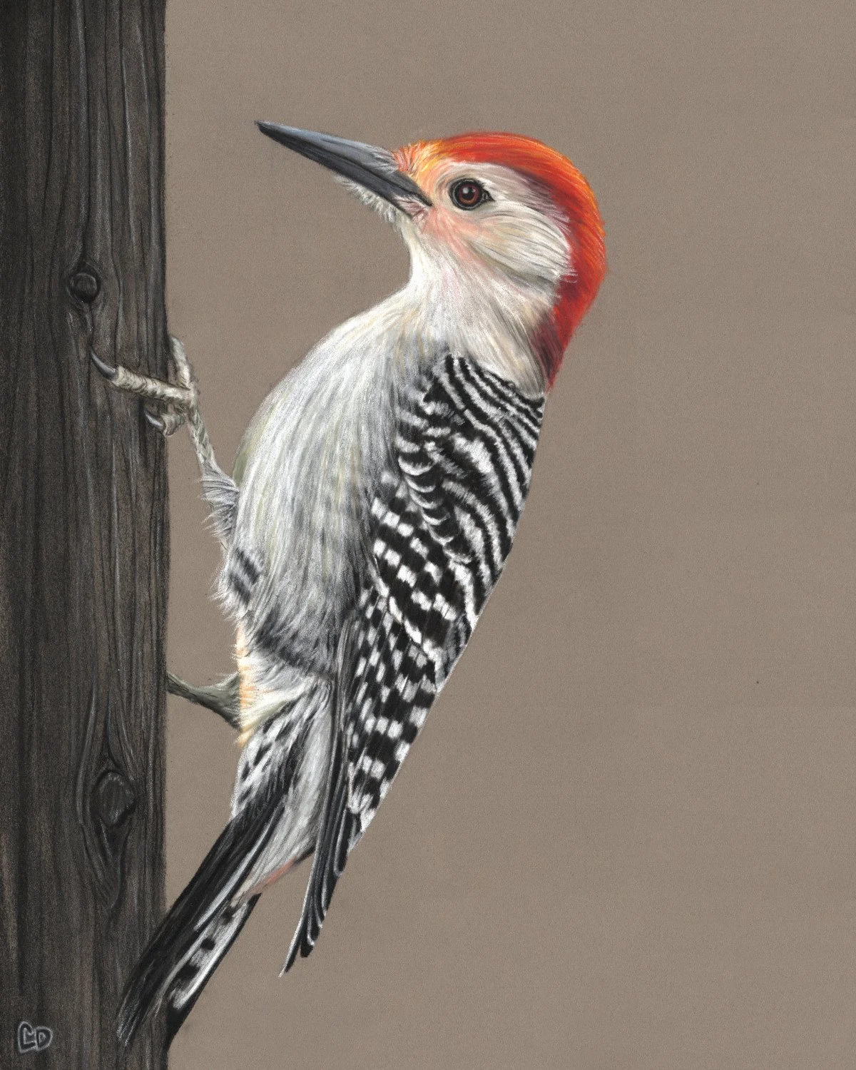 Red-Bellied Woodpecker - Sold