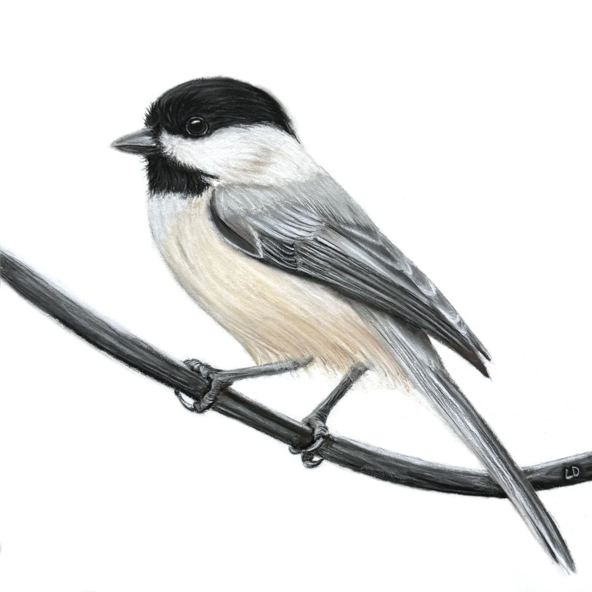 Black-capped Chickadee - Sold