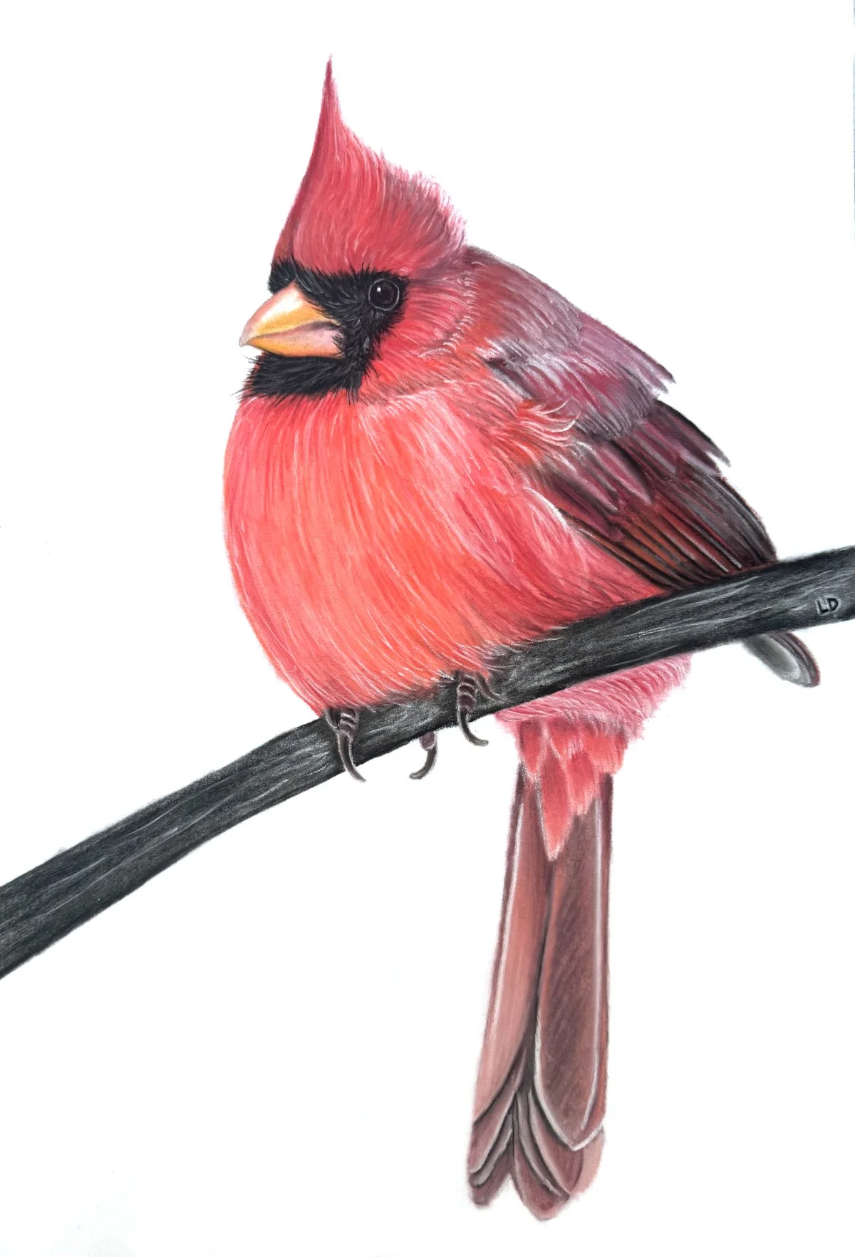 December Cardinal - Sold