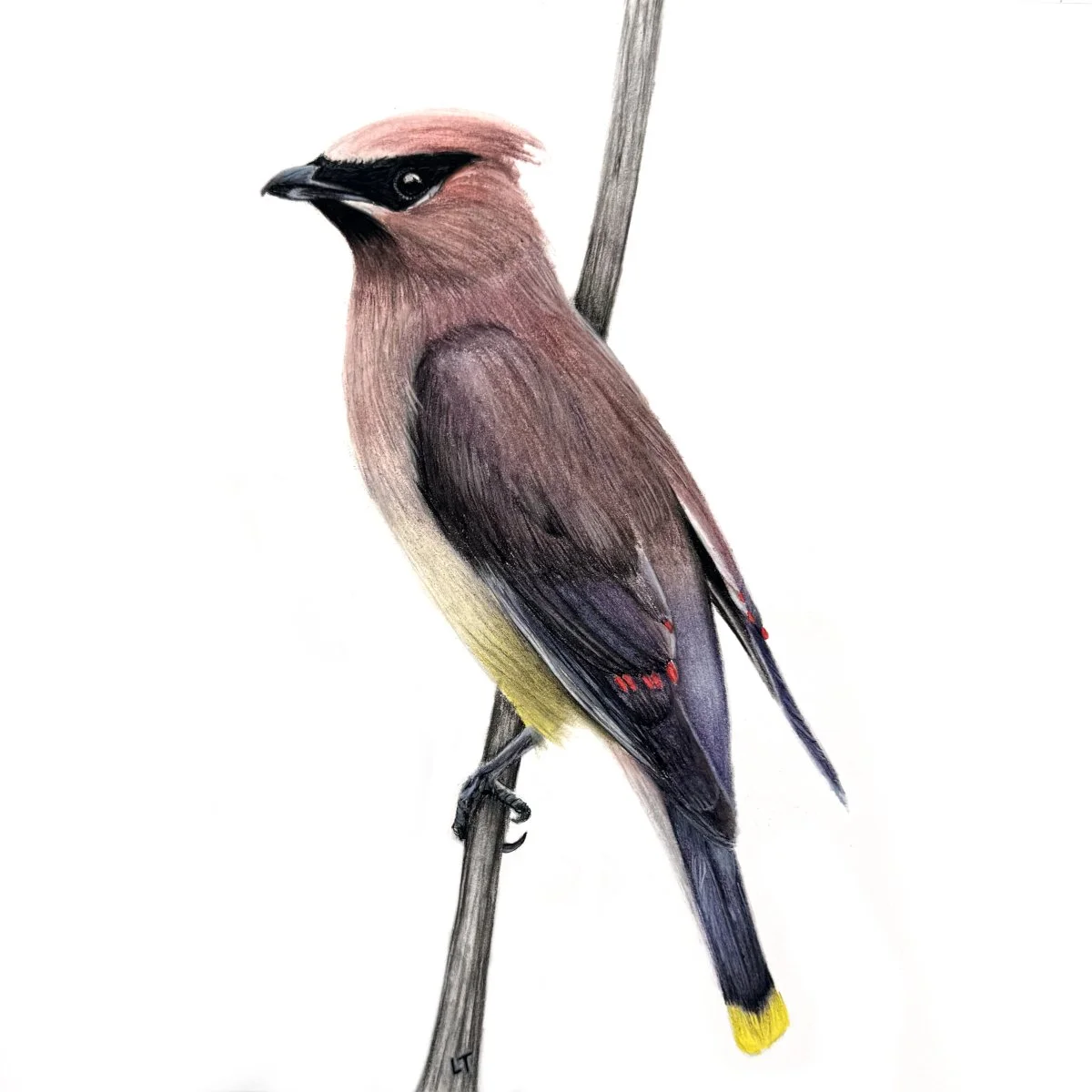 Cedar Waxwing 