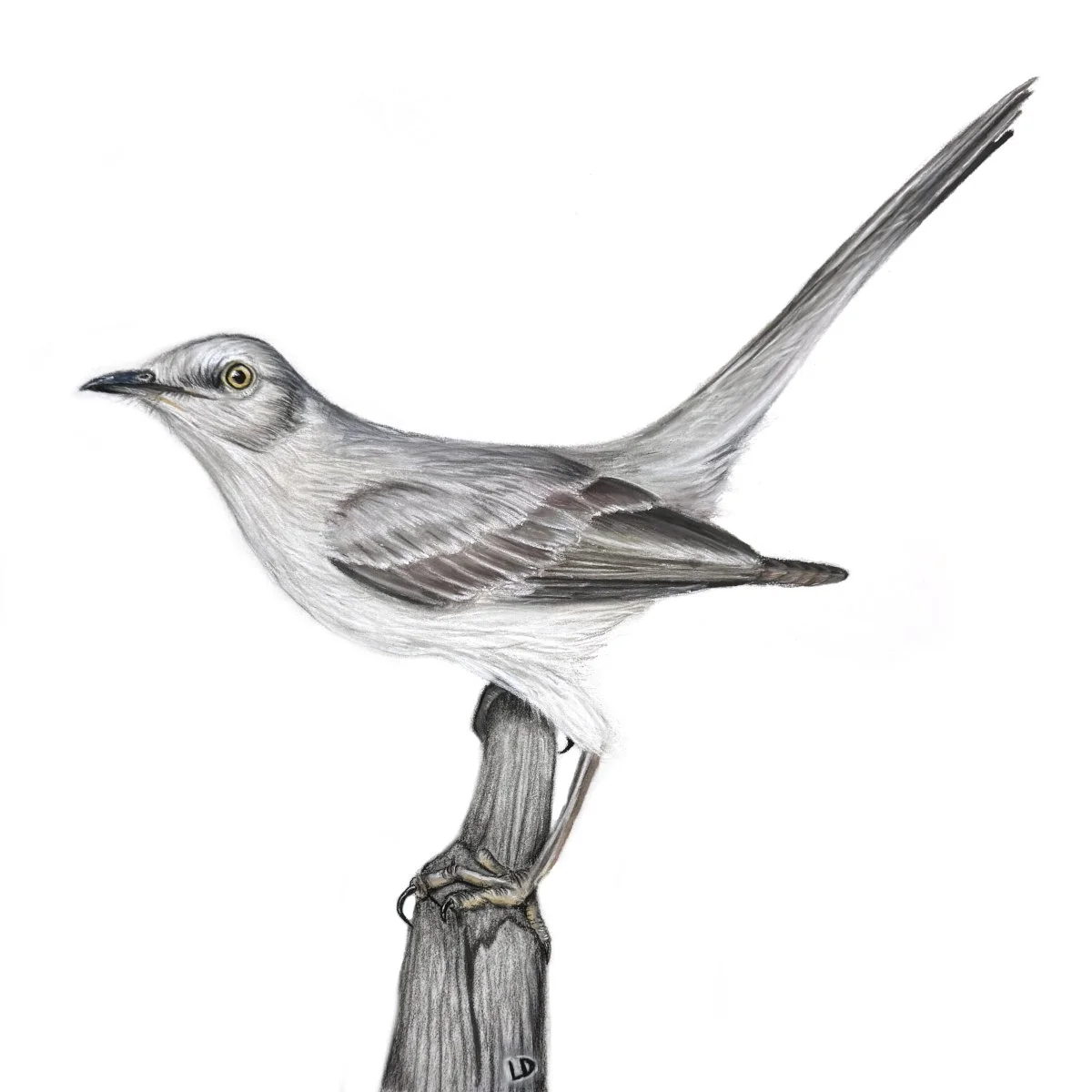Northern Mockingbird 