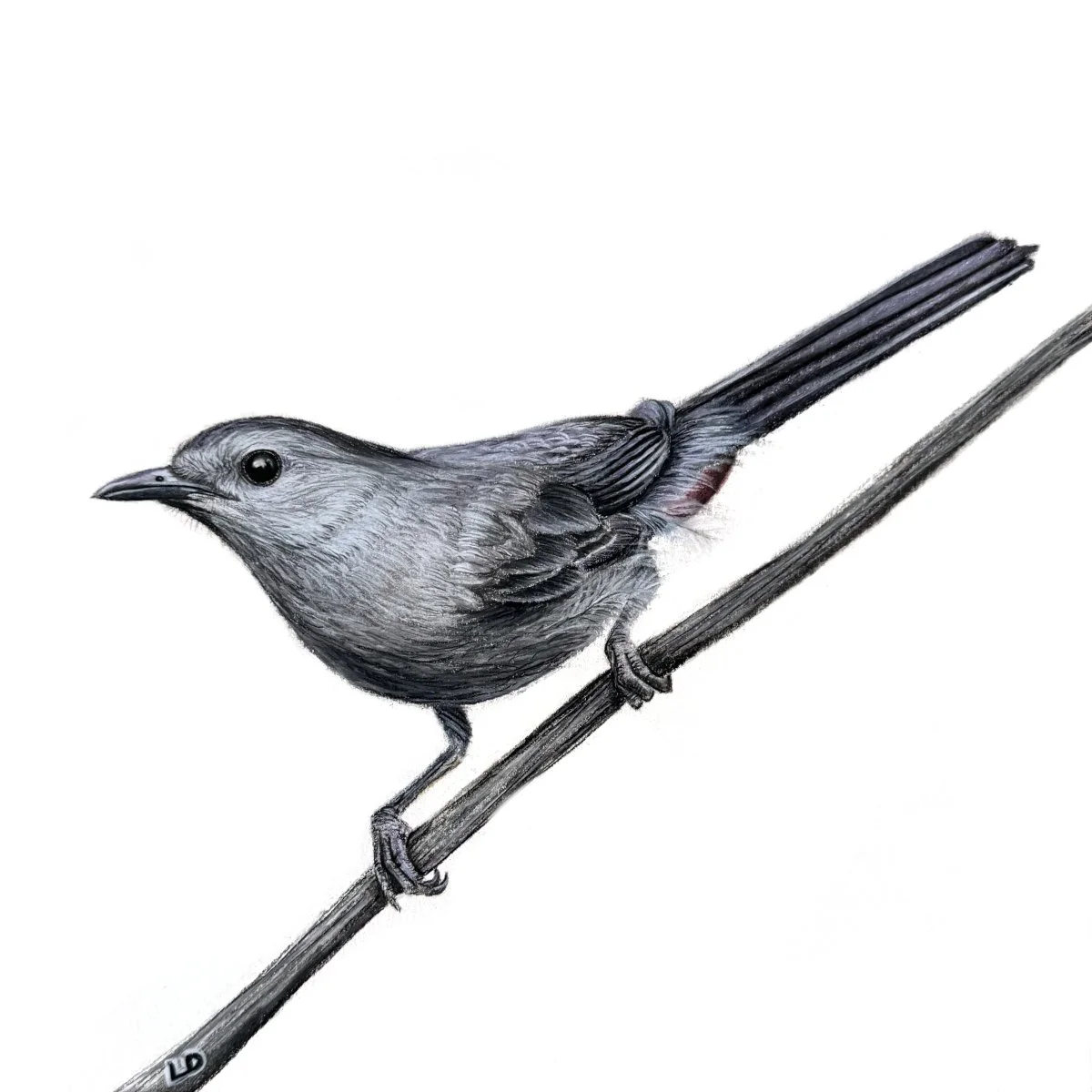 Gray Catbird - Sold