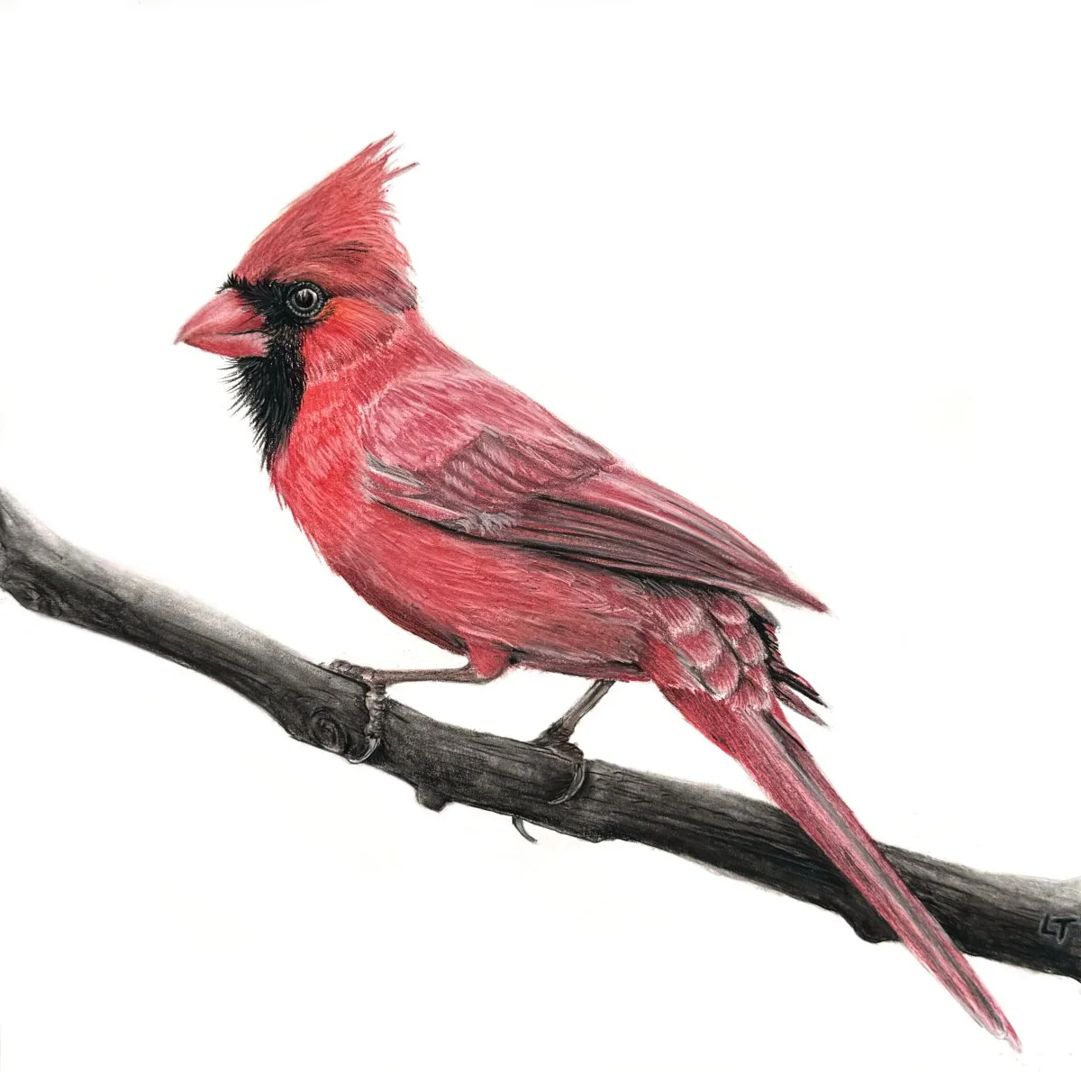 Cardinal - Sold
