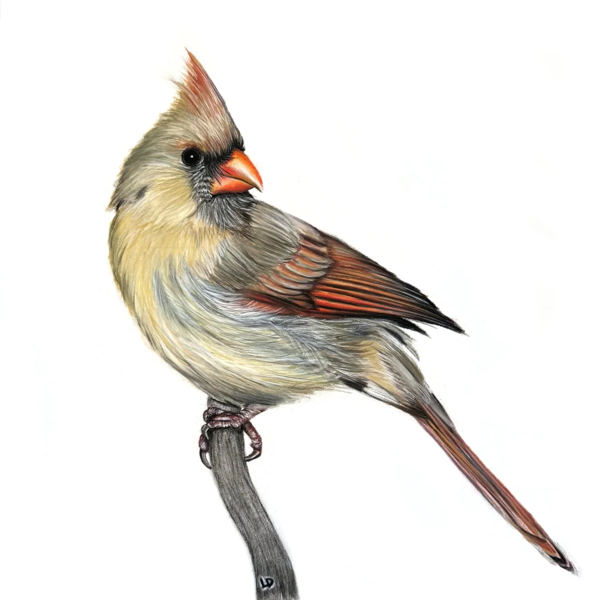 Madam Cardinal - Sold