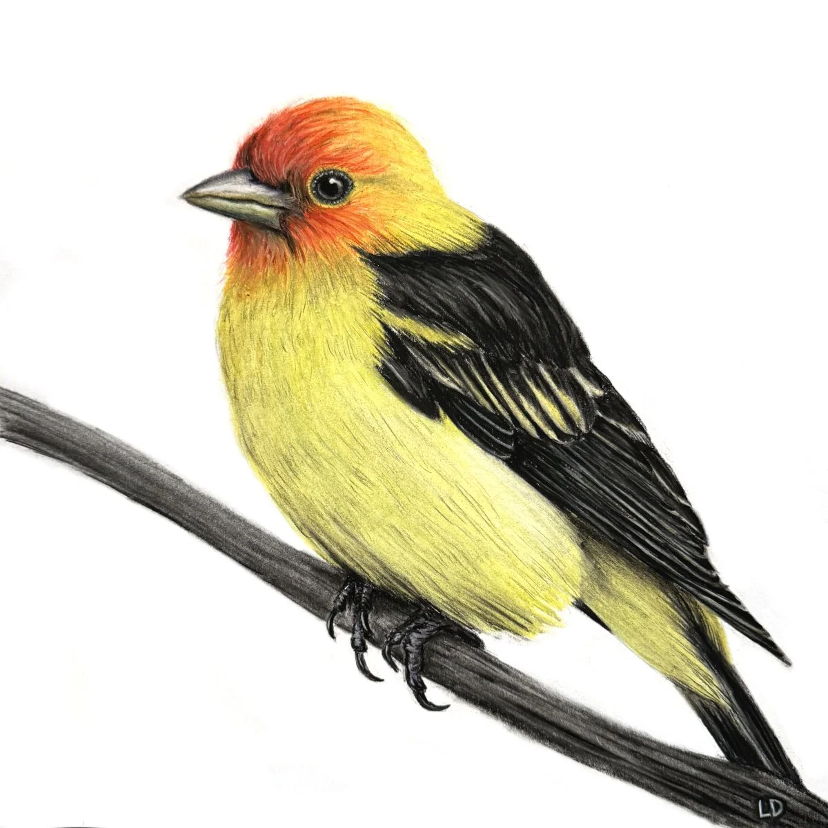 Western Tanager 