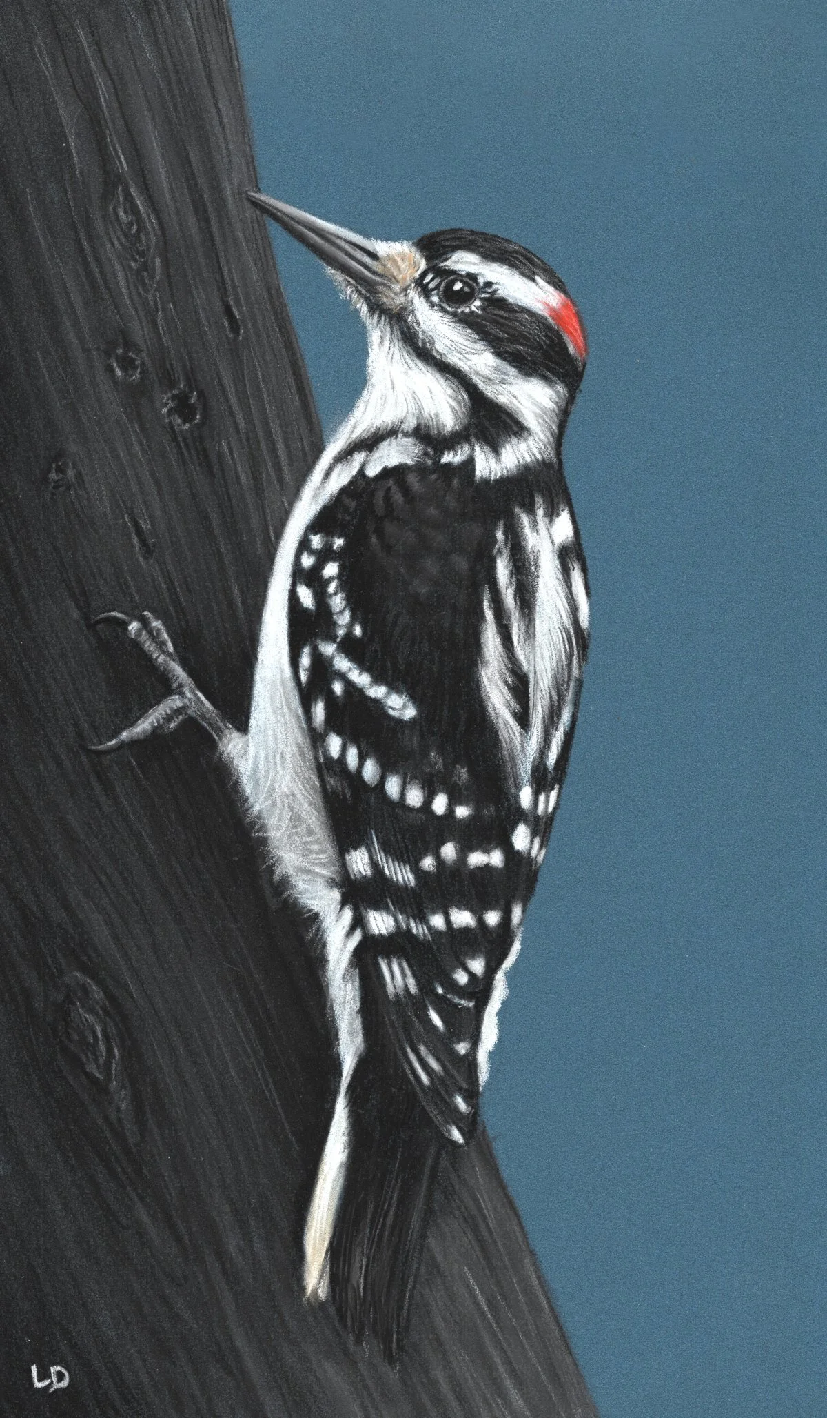 Hairy Woodpecker 