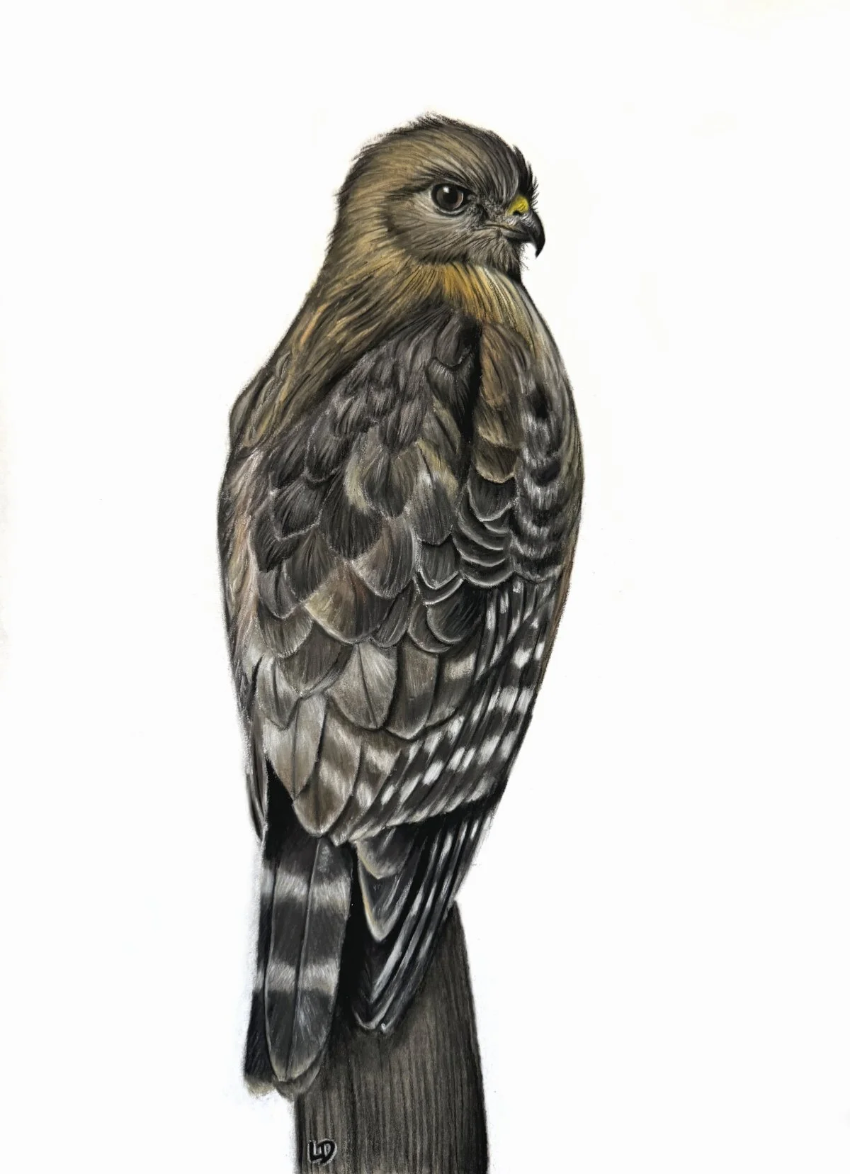 The Cold Shoulder - Sold