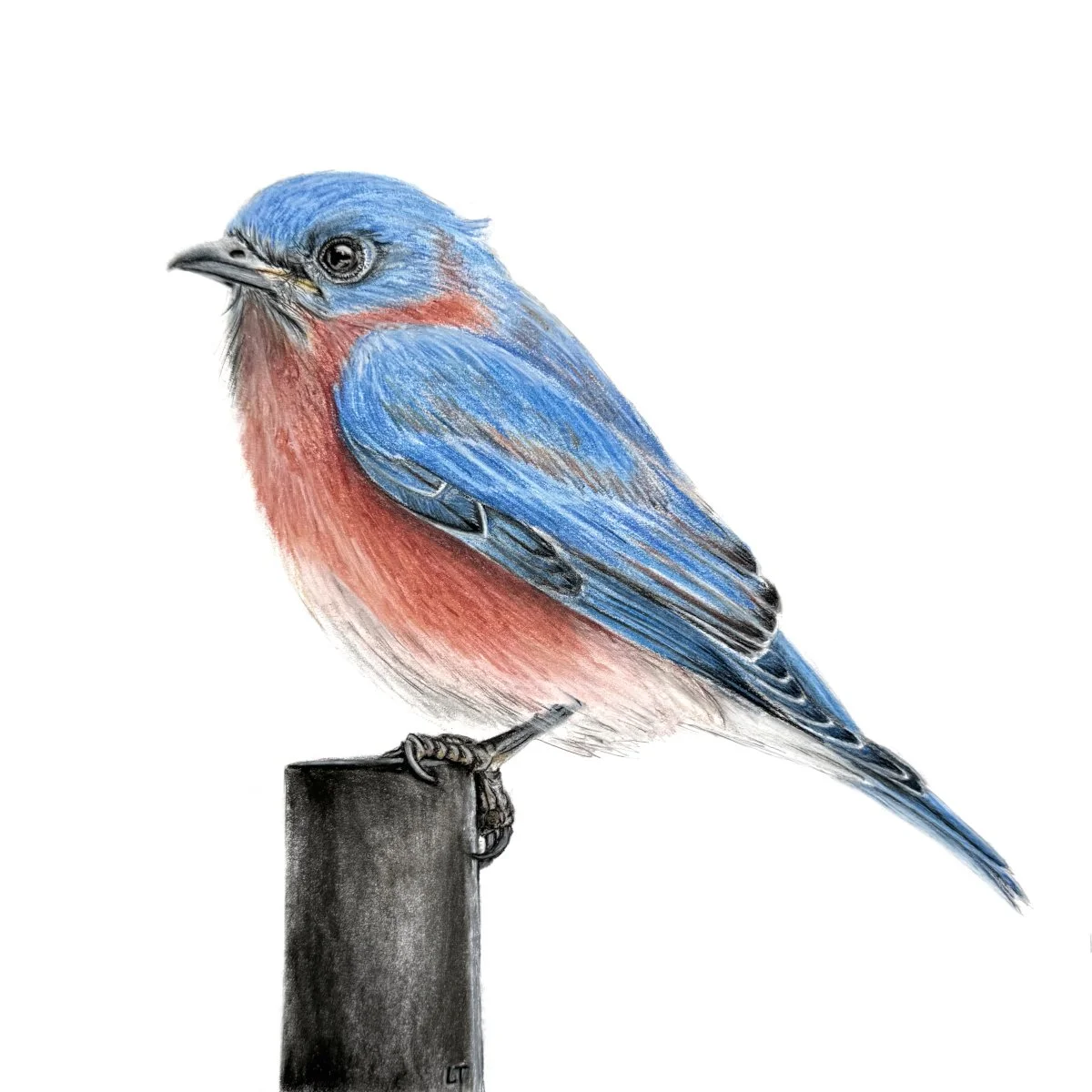 Eastern Bluebird - Sold