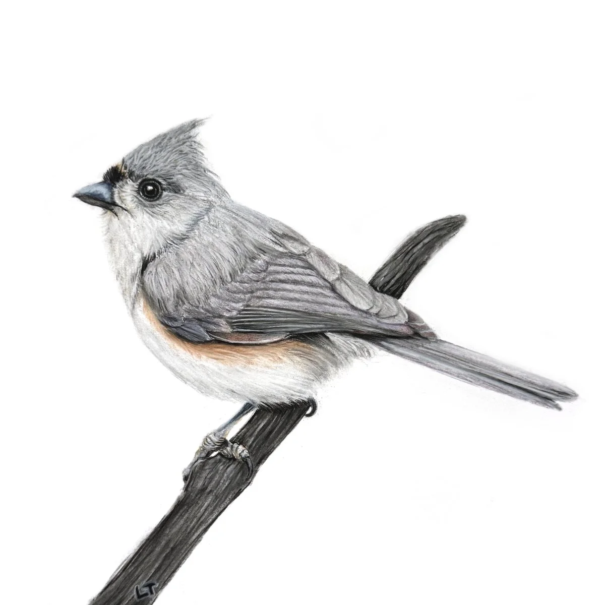 Tufted Titmouse - Sold
