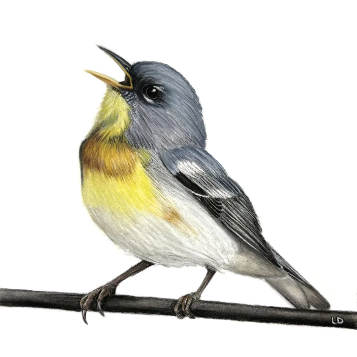 Northern Parula Warbler - Sold