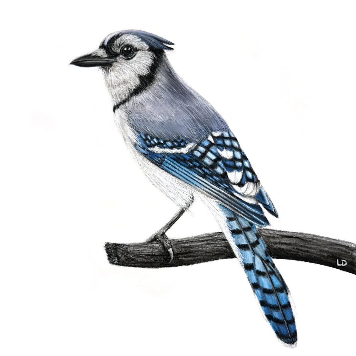 Blue Jay - Sold