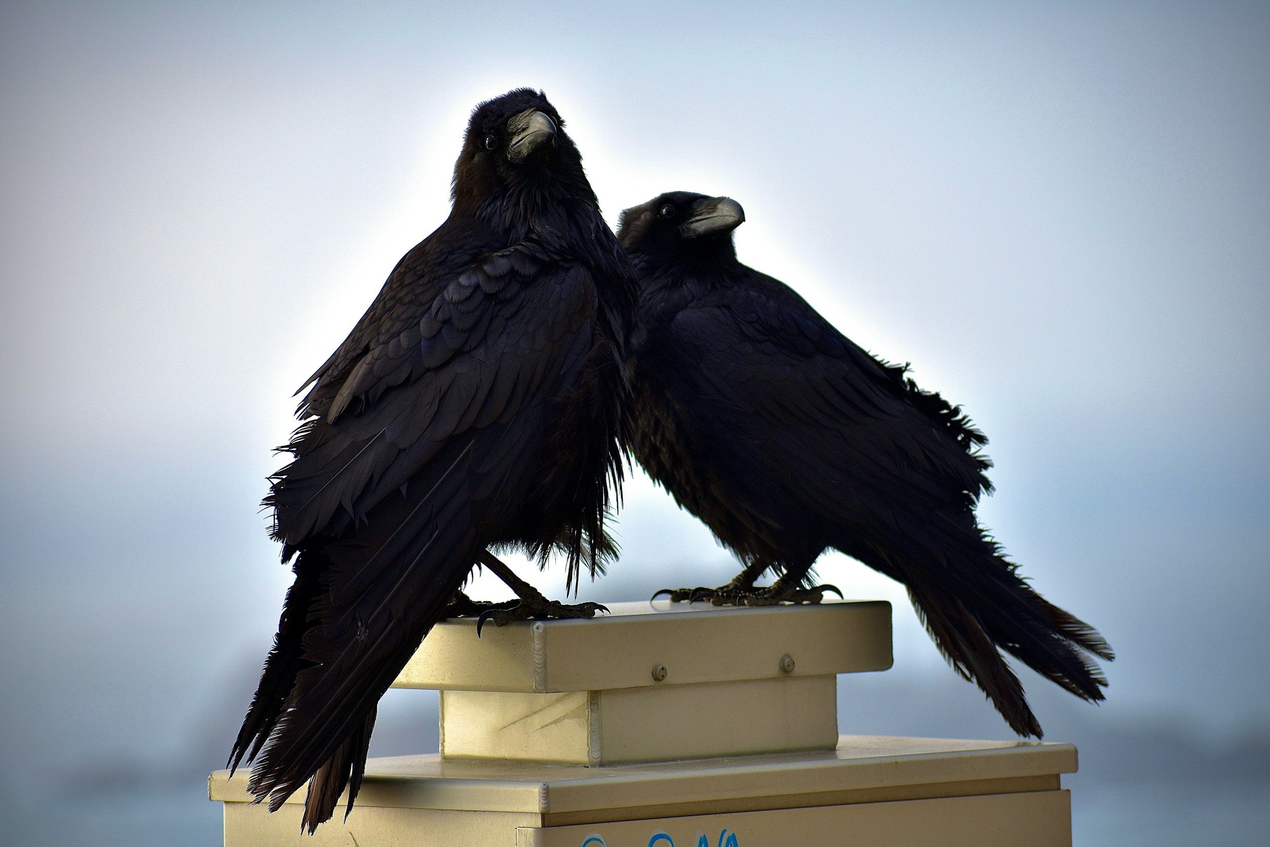 Two black ravens perched on a beige box against a cloudy sky.