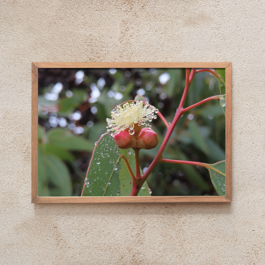 Deep Creek Flora #1