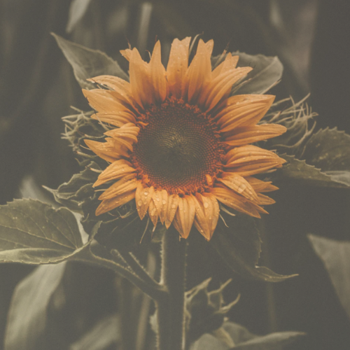 P.J.C. Autism and Neurodiversity Coaching (1).png