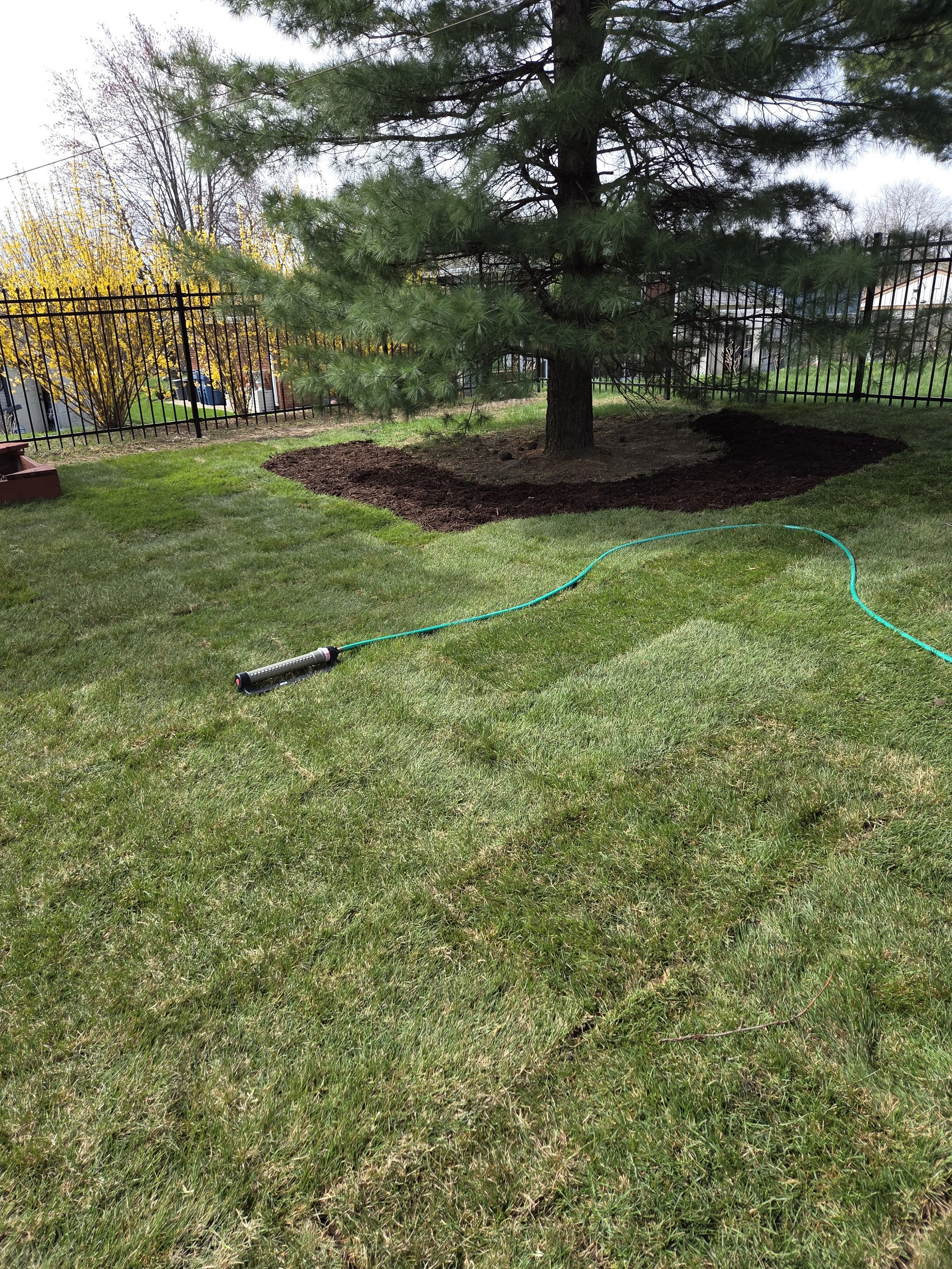 A lush green backyard with a large pine tree in the center, surrounded by freshly turned soil. A garden hose and sprinkler are on the grass, with a black metal fence in the background.