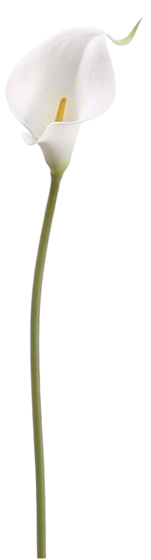white calla lily