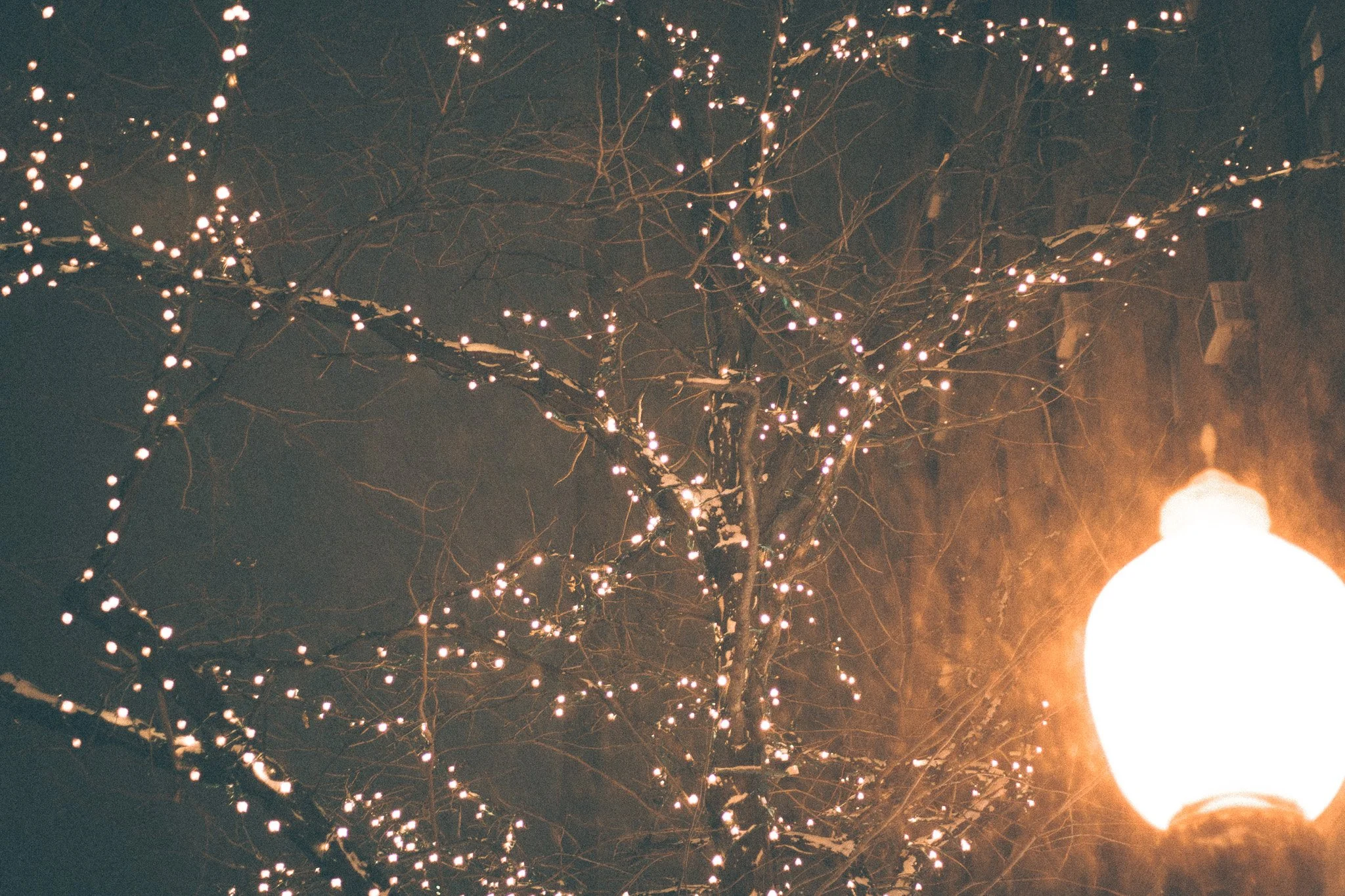 Decorative lights wrapped around a leafless tree at night, illuminated streetlamp on the right side.