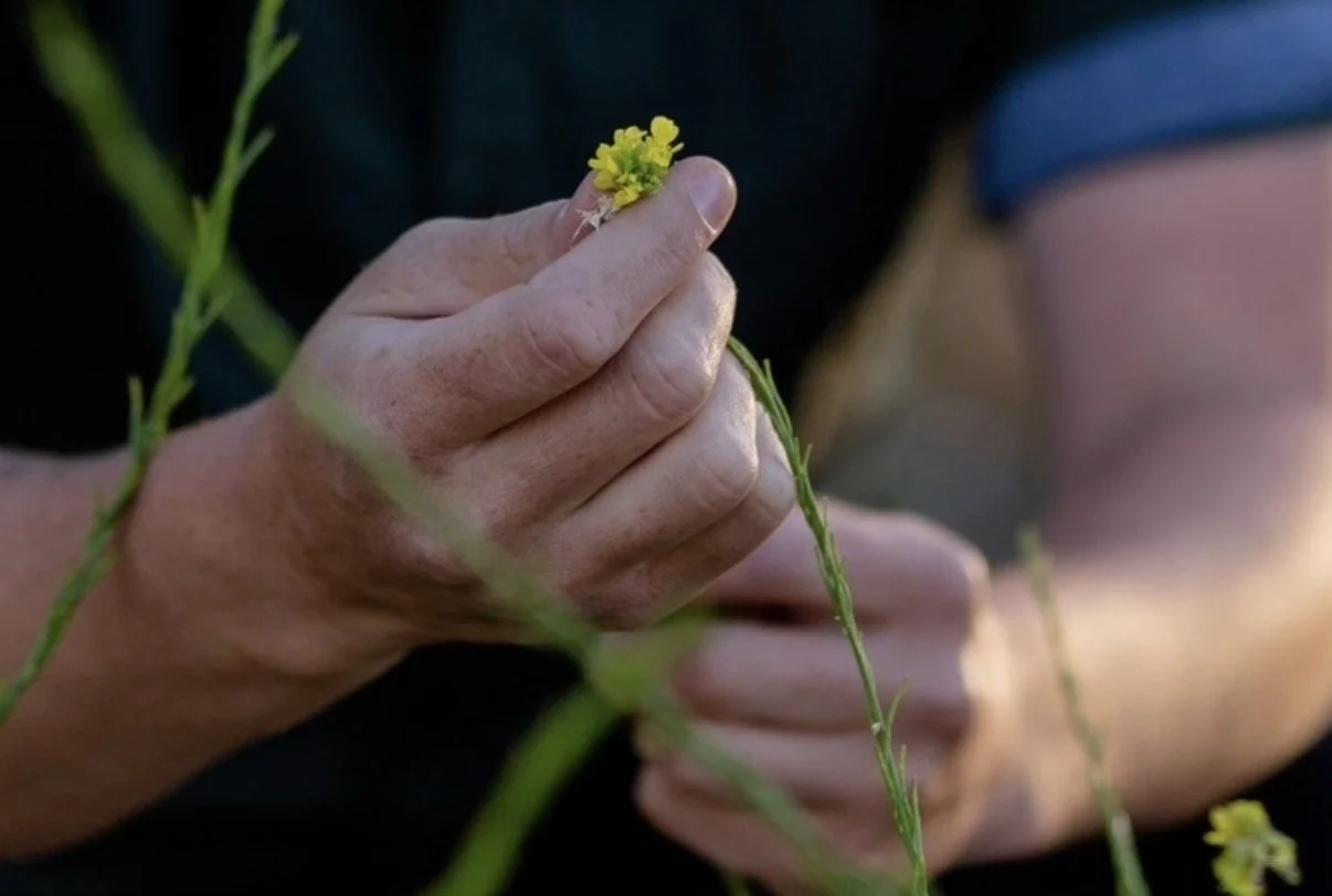 Cosmetic Acupuncture