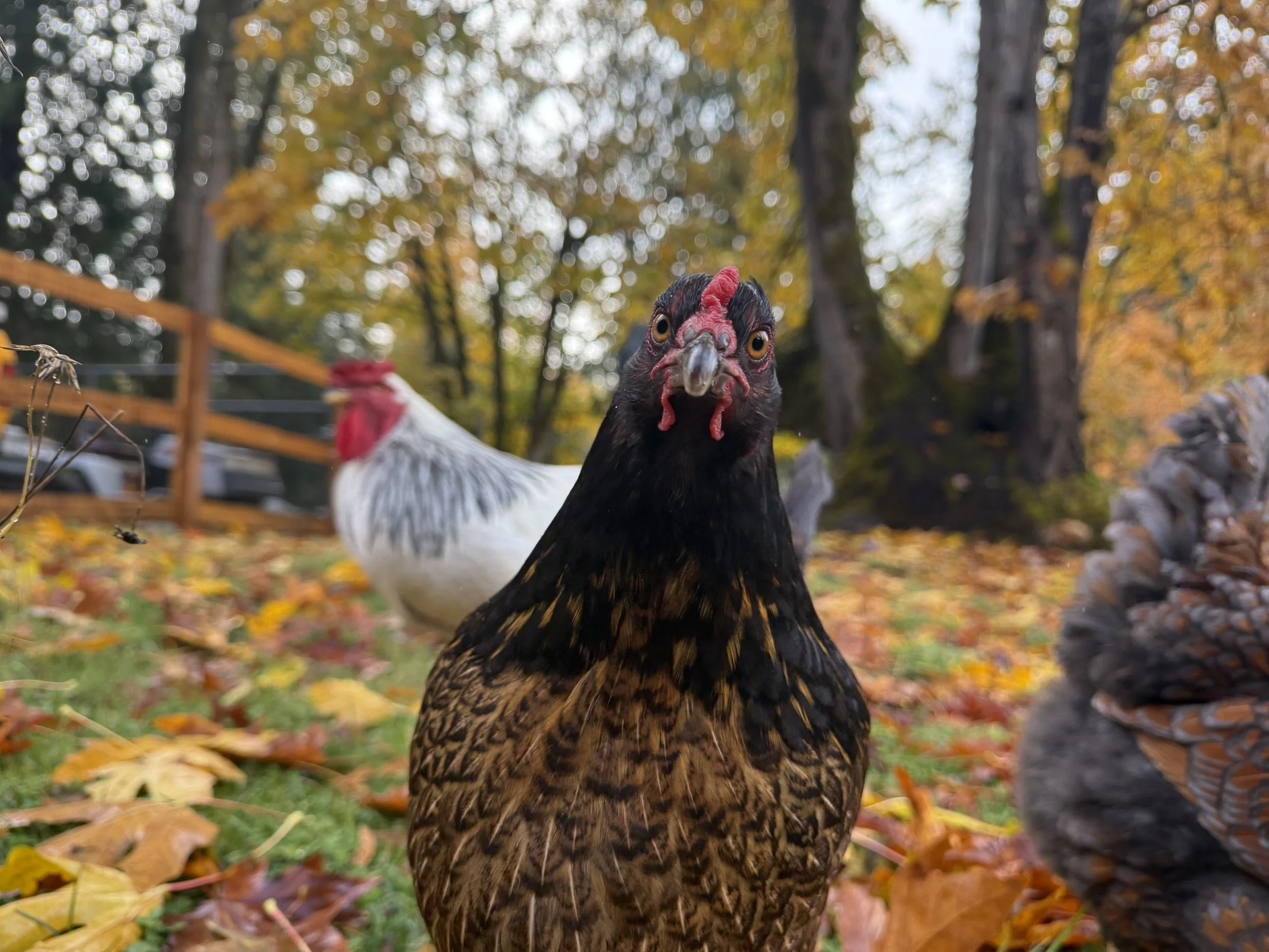 Close-up of a henhound acres hen, standing outdoors in autumn leaves, with a white chicken in the background and trees with fall foliage.